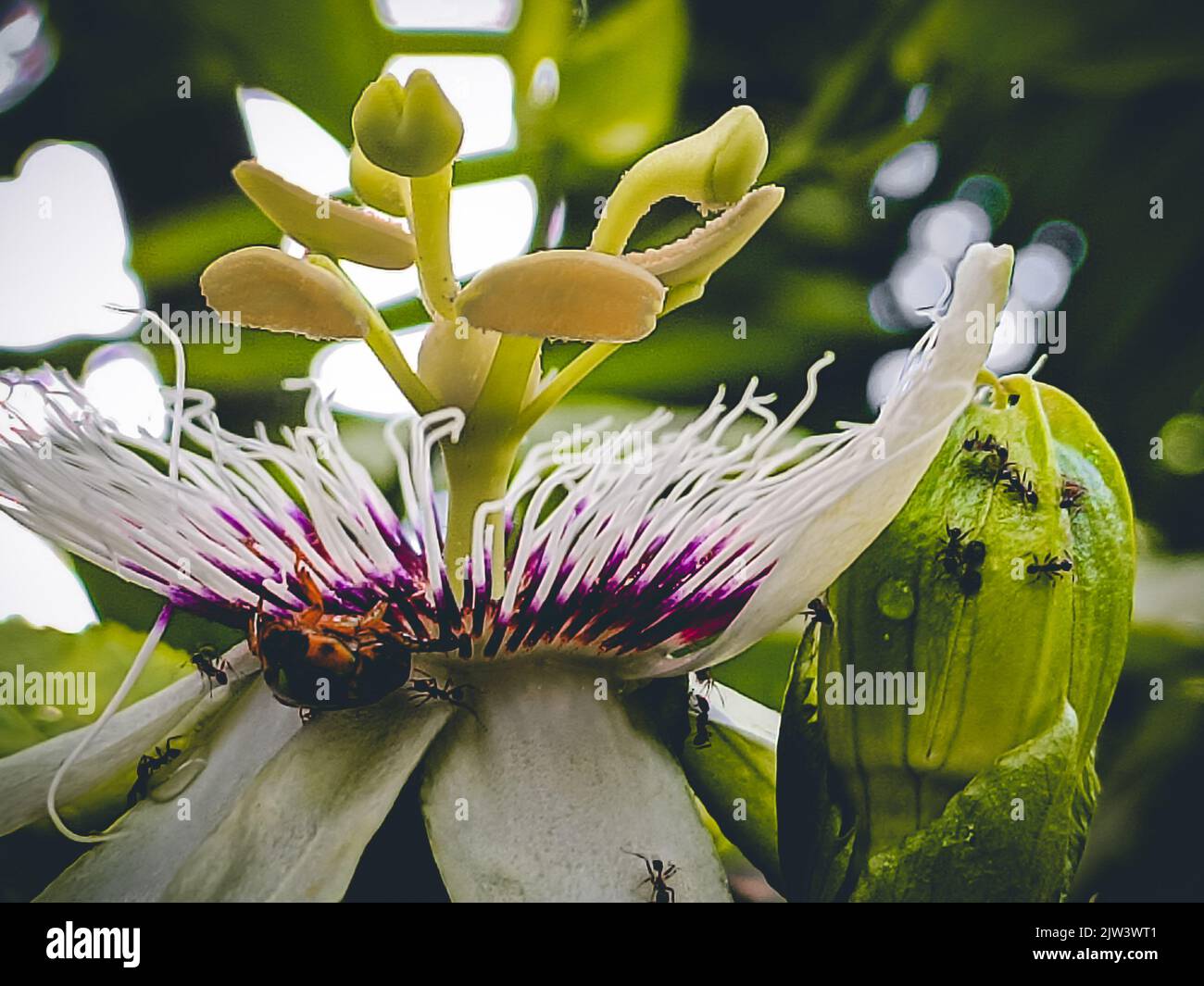 Portrait d'une fleur de tang blanche. Banque D'Images