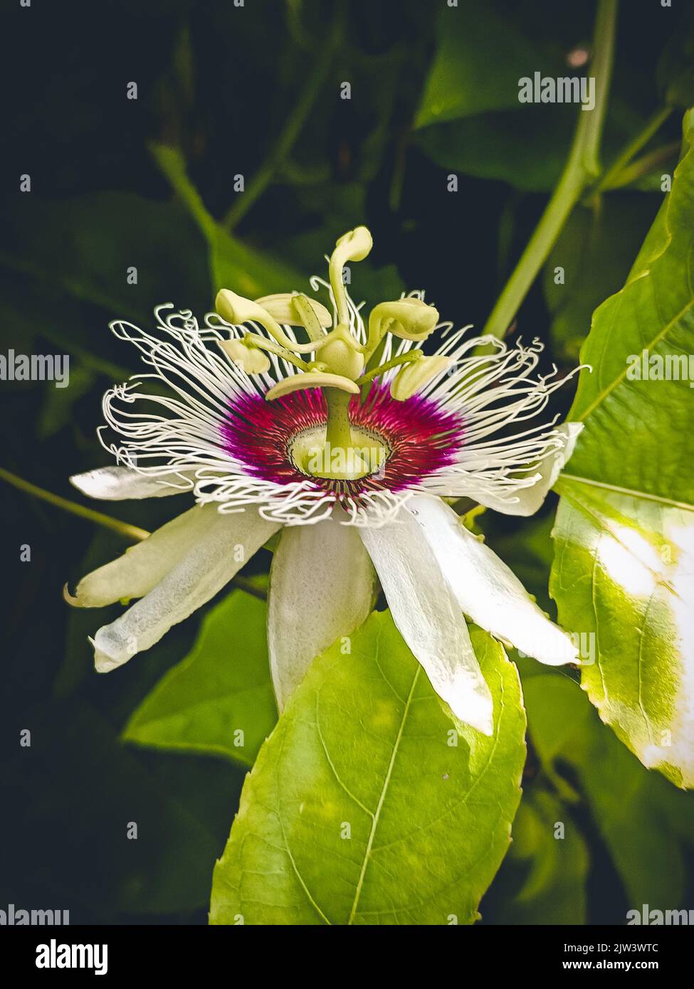 Portrait d'une fleur de tang blanche. Banque D'Images