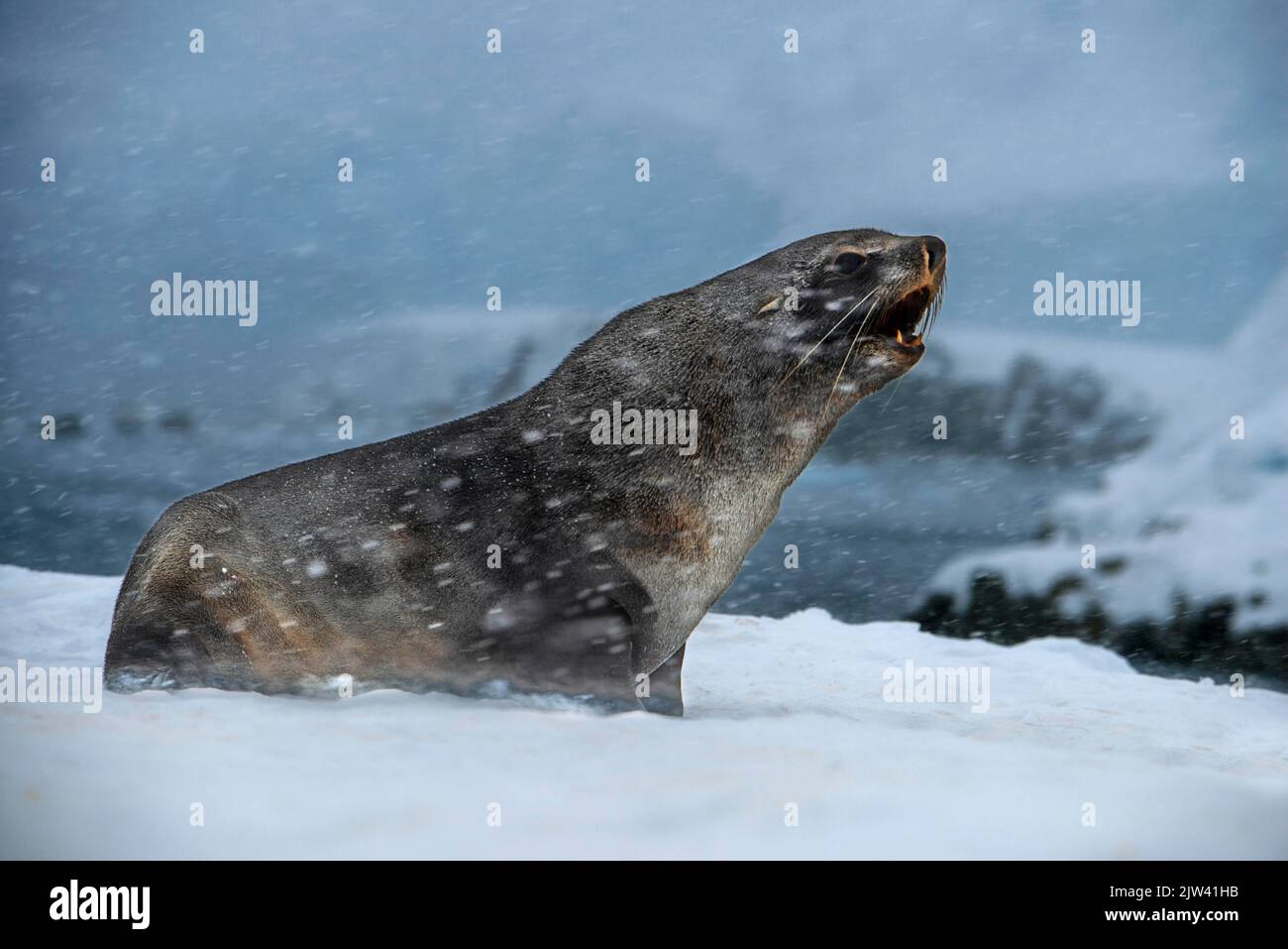 Un phoque à fourrure de l'Antarctique, Arctocephalus gazella, sous une forte chute de neige, Portal point, Antarctique. Fusion des pôles. L'Antarctique est le continent Banque D'Images