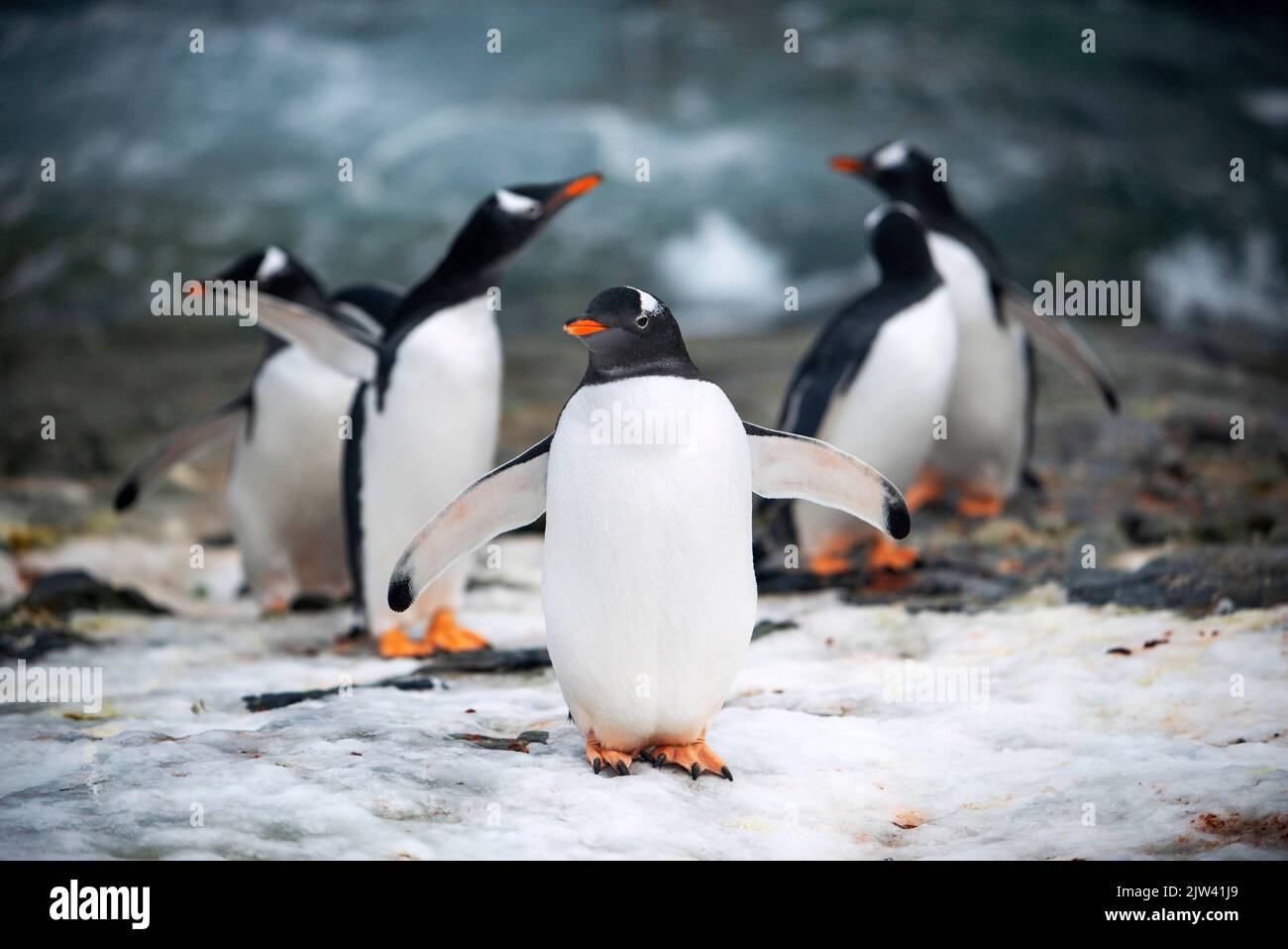 Pingouins à la station Vernadsky sur l'île de Galindez, Antarctique. Fusion des pôles. L'Antarctique est le continent qui souffre le plus de la guerre mondiale Banque D'Images