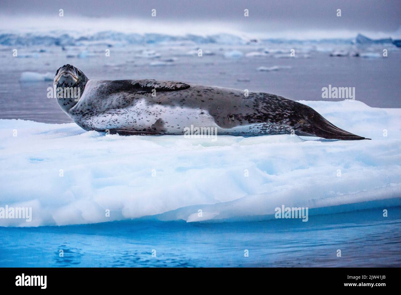 Portrait d'un phoque léopard, Hydrurga leptonyx, reposant sur un floe de glace. Fusion des pôles. L'Antarctique est le continent qui souffre le plus de glob Banque D'Images