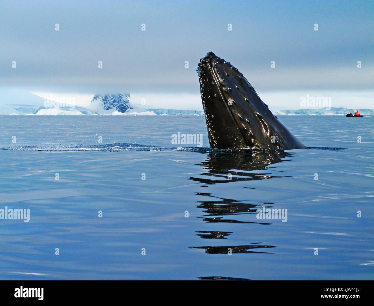 Baleine à bosse adulte (Megaptera novaeangliae), plongée sous-marine dans la baie de Wilhelmina, Antarctique, régions polaires. Fusion des pôles. L'Antarctique est le c Banque D'Images