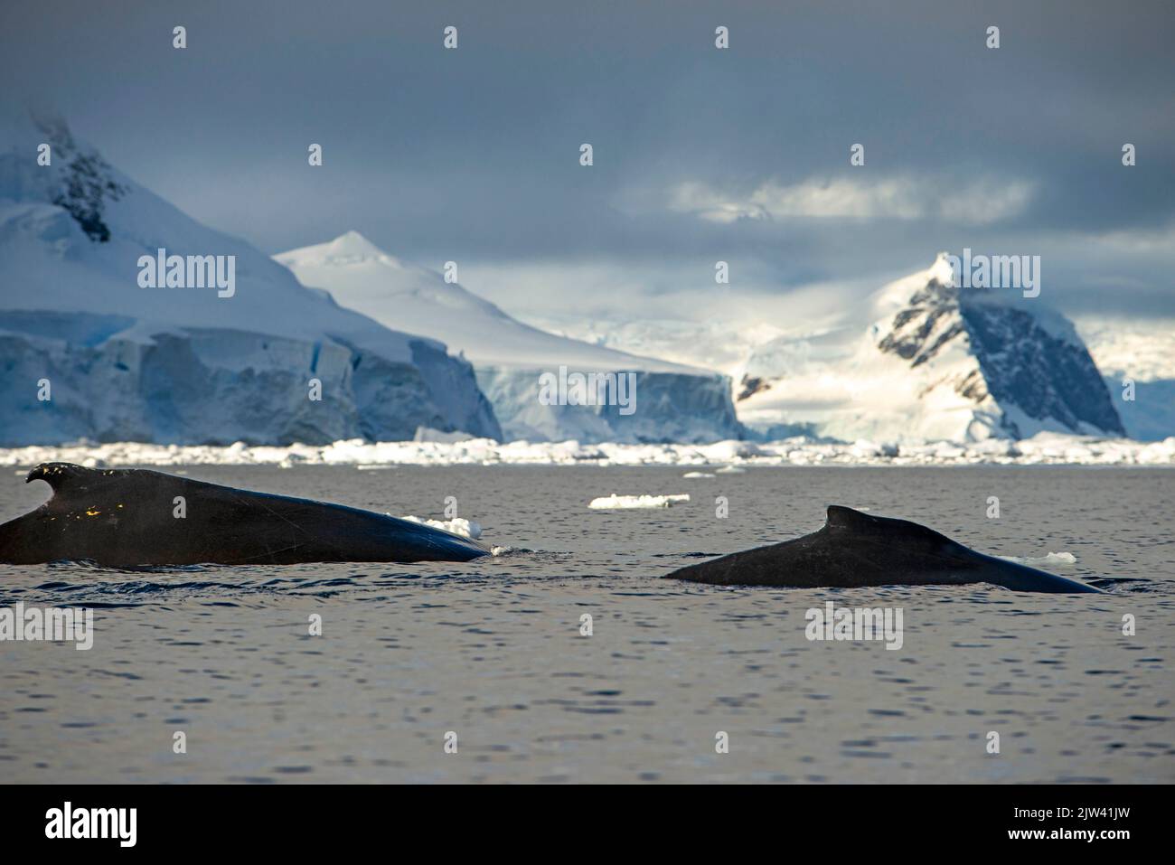 Baleine à bosse adulte (Megaptera novaeangliae), plongée sous-marine dans la baie de Wilhelmina, Antarctique, régions polaires. Fusion des pôles. L'Antarctique est le c Banque D'Images