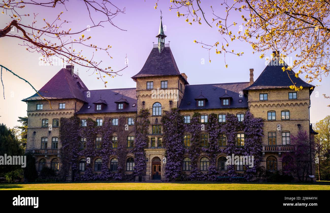 Château d'Alnarp couvert de wisteria en fleurs au début du printemps à Skåne (Scania) en Suède Banque D'Images