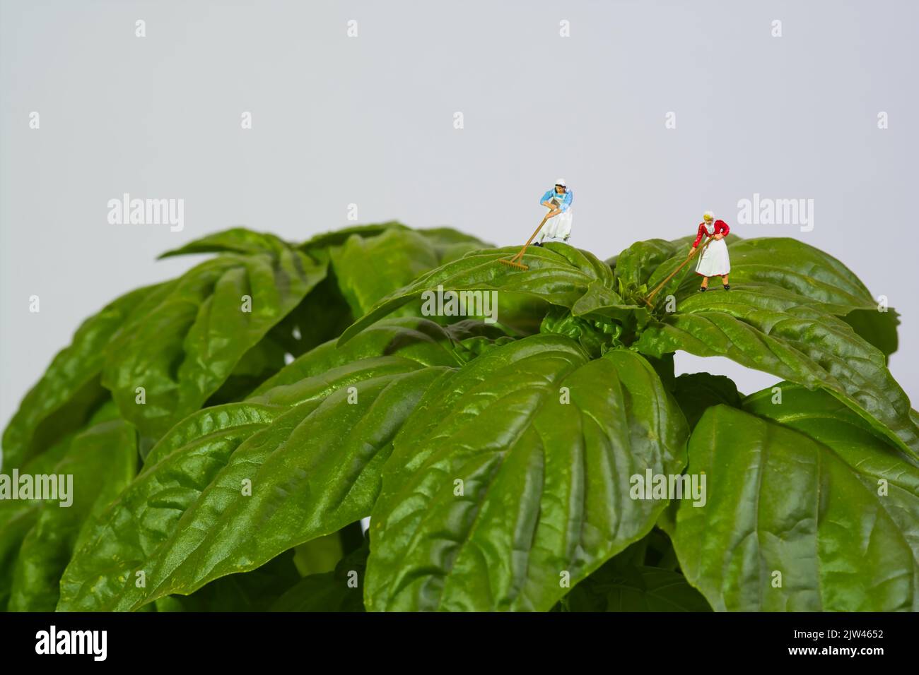 paysanne travaillant sur une plante géante de basilic sur fond blanc, basilic mammouth, basilic napolitain, Banque D'Images