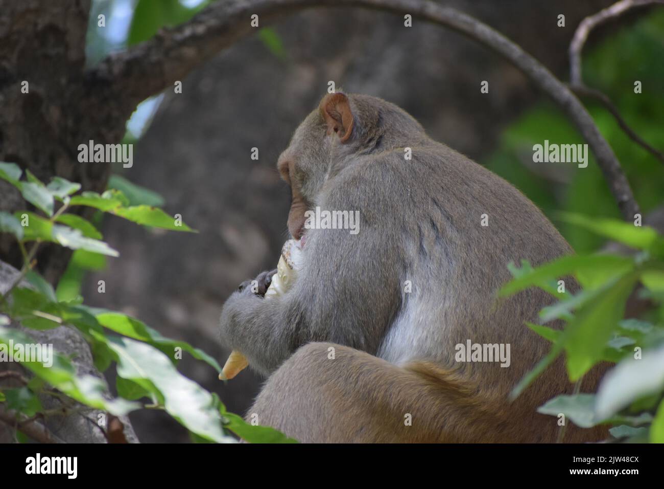 Indian Monkey mange de la crème glacée et s'assoit sur une branche. Banque D'Images