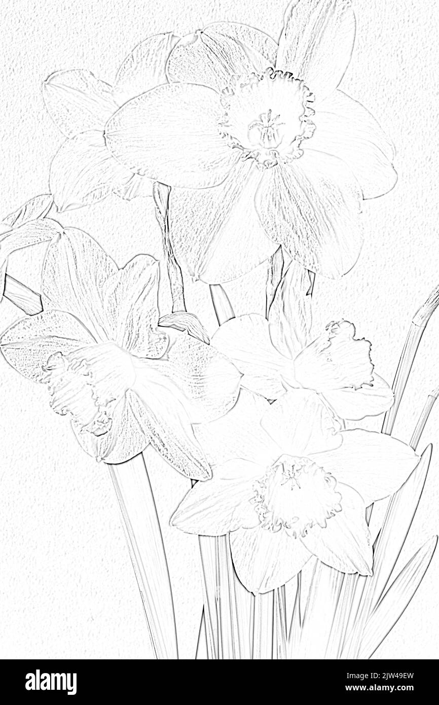 WA21936-00...WASHINGTON - jonquilles, un signe coloré de printemps. Variété: Red Devon. Banque D'Images