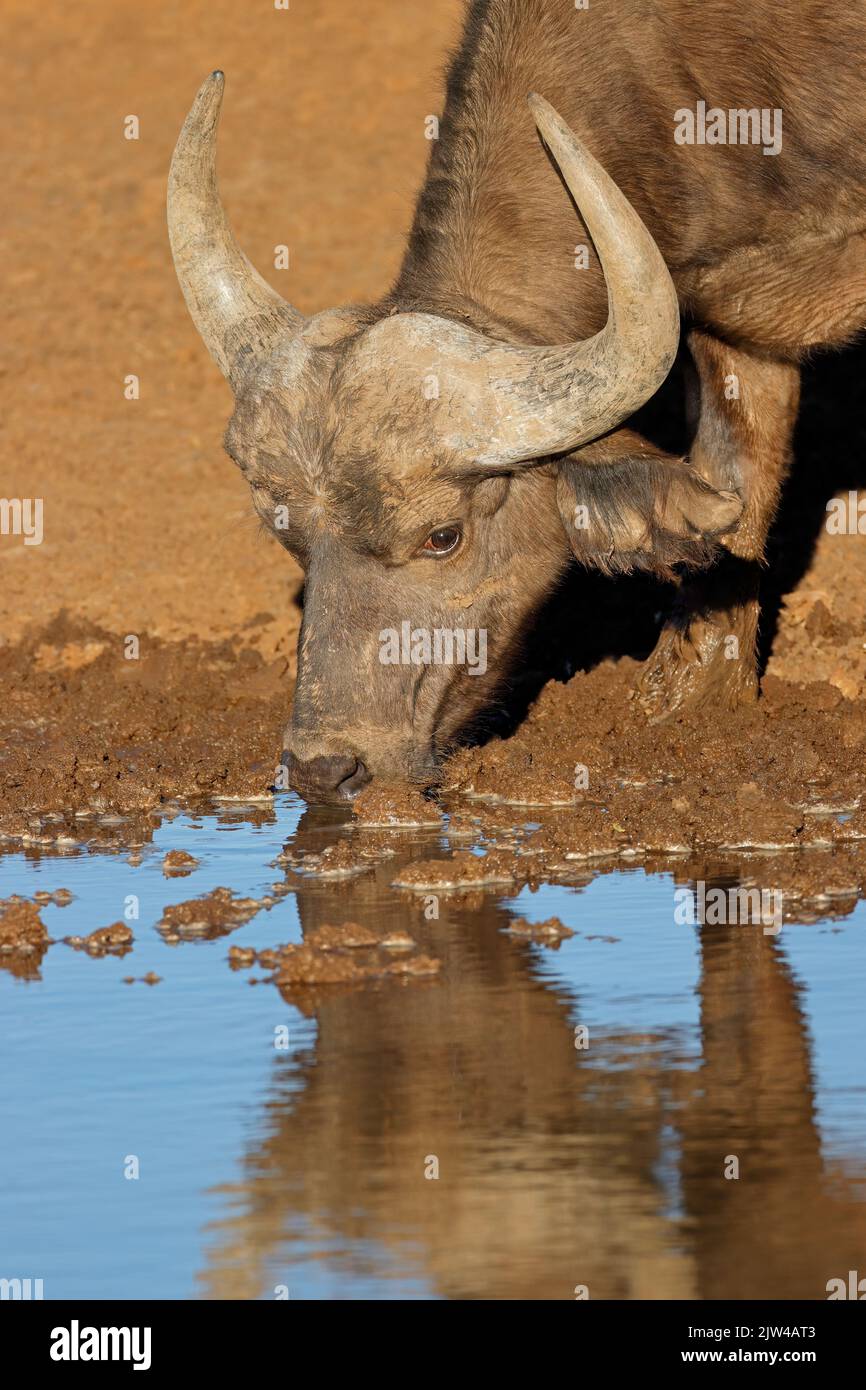 Portrait d'un Africain de buffles du Cap (Syncerus caffer) eau potable, parc national de Mokala, Afrique du Sud Banque D'Images