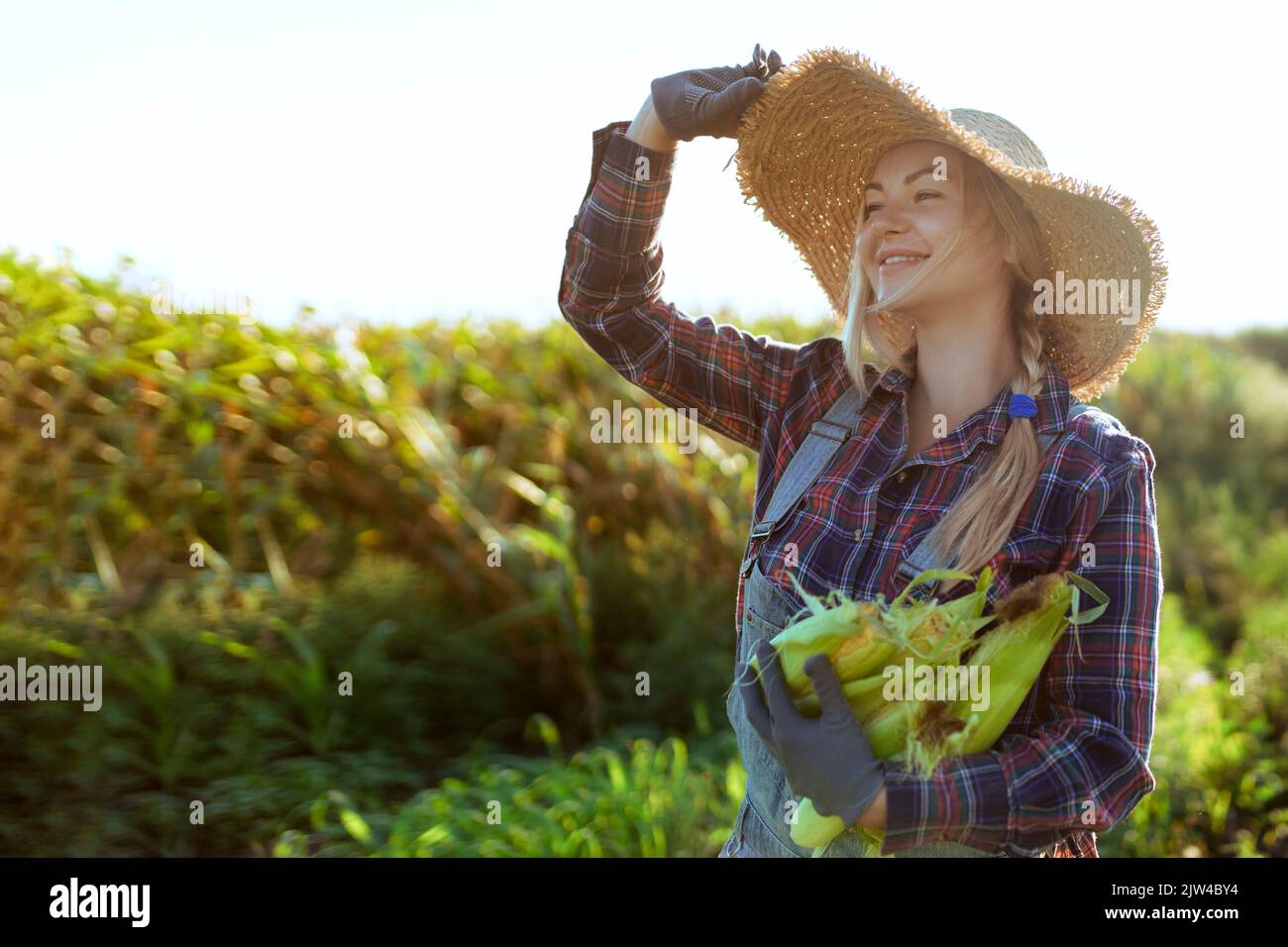 Maïs. Jeune agriculteur femme souriant et moissonnant du maïs. Une belle femme sur le fond du champ tient les épis de maïs. Agriculture et Banque D'Images