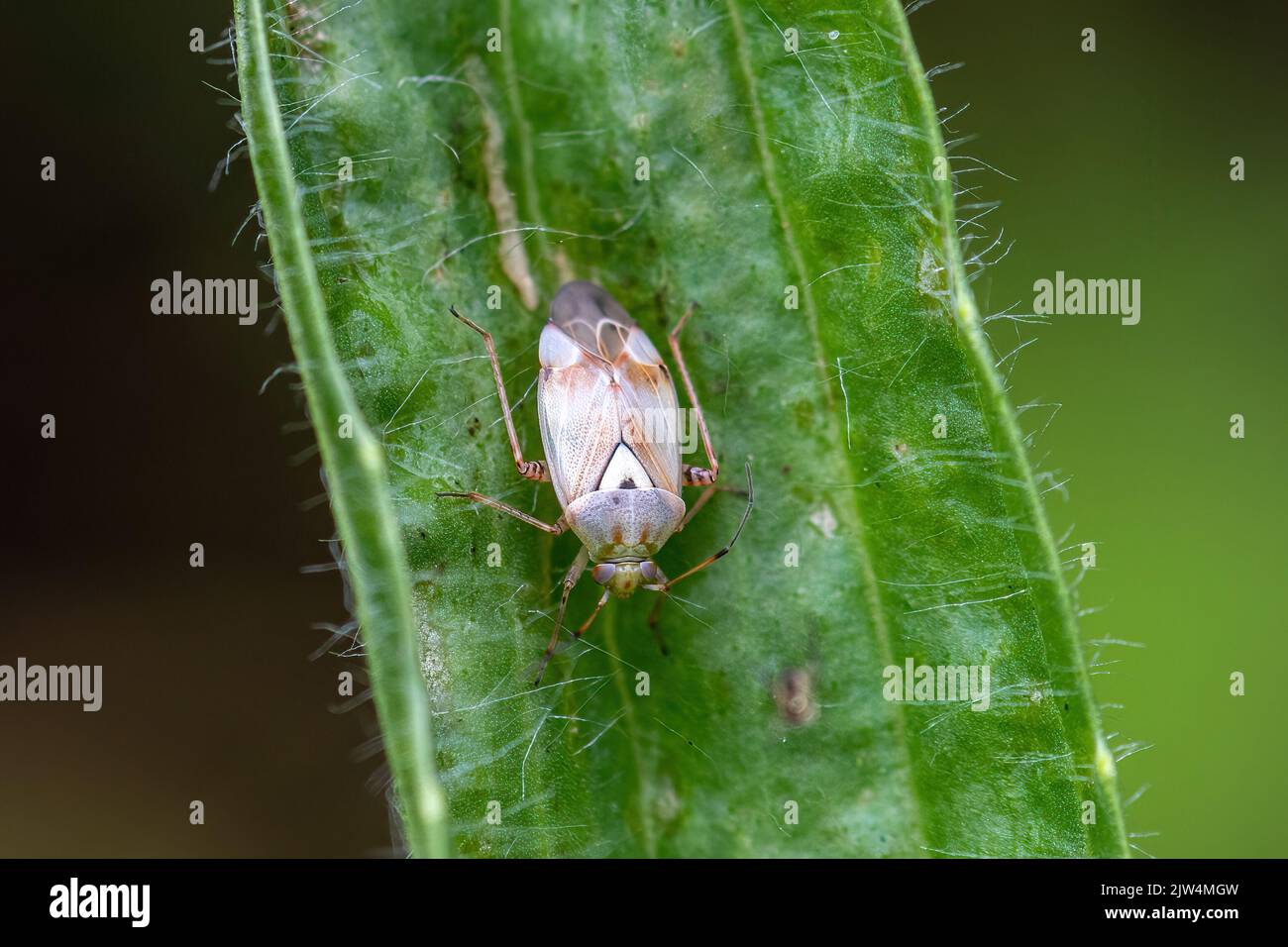 Lygus pratensis, une espèce de punaise végétale appartenant à la famille Miridae, Royaume-Uni Banque D'Images