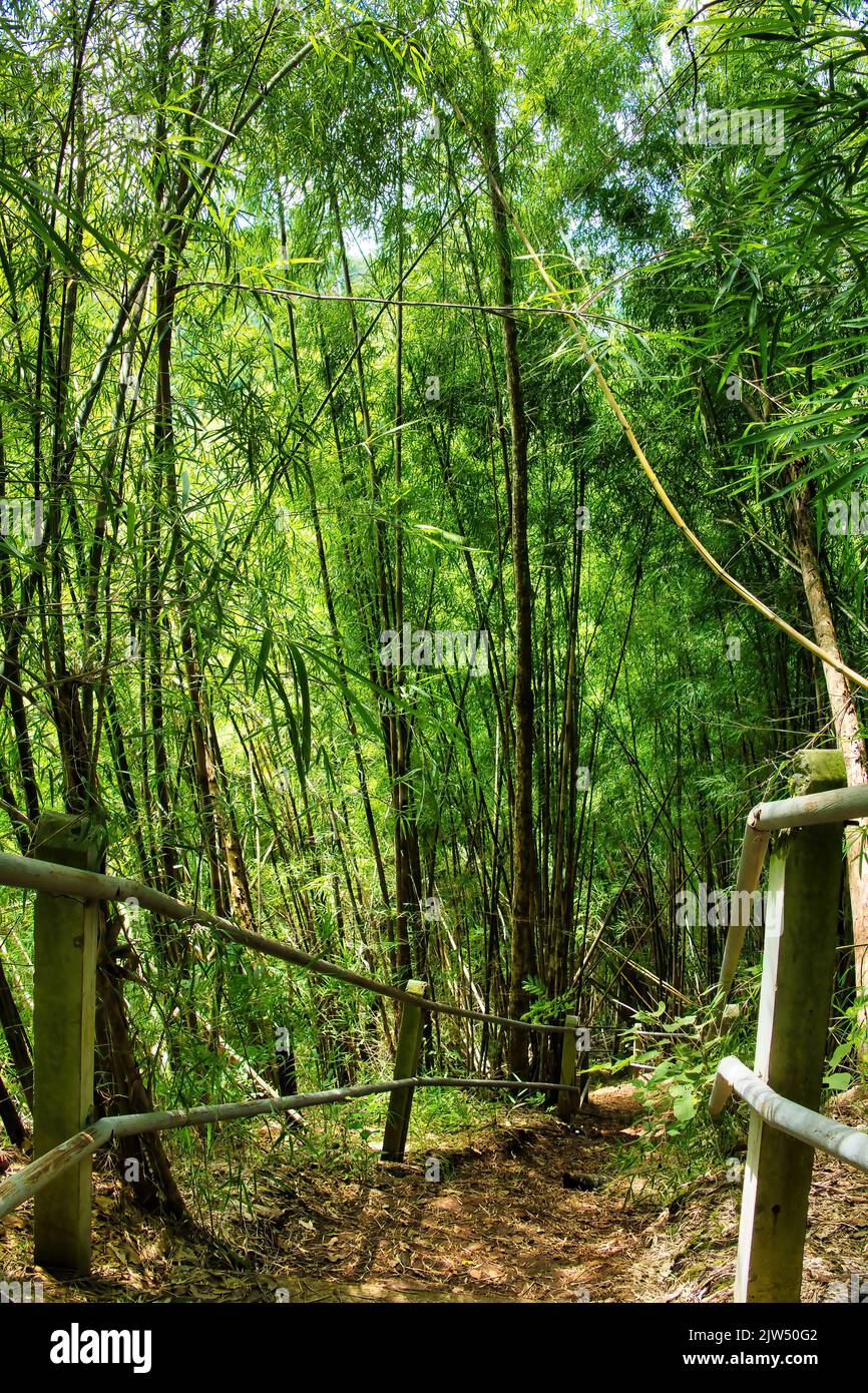 Piste escarpée menant à travers une forêt de bambou dans le Nam Nao Canyon, province de Phetchabun, Thaïlande Banque D'Images
