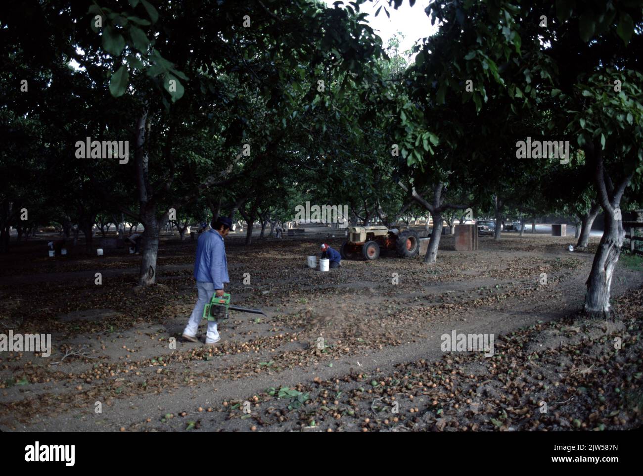 Noyeraie ballard Banque de photographies et d’images à haute résolution Alamy