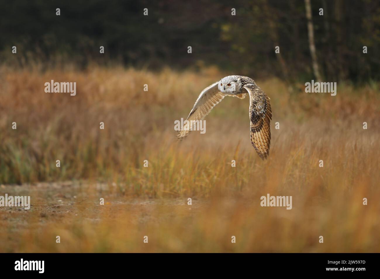 Scène d'automne avec hibou. Grand hibou de l'aigle de Sibérie orientale, Bubo bubo sibiricus, voler à travers le paysage d'automne, Russie. Banque D'Images