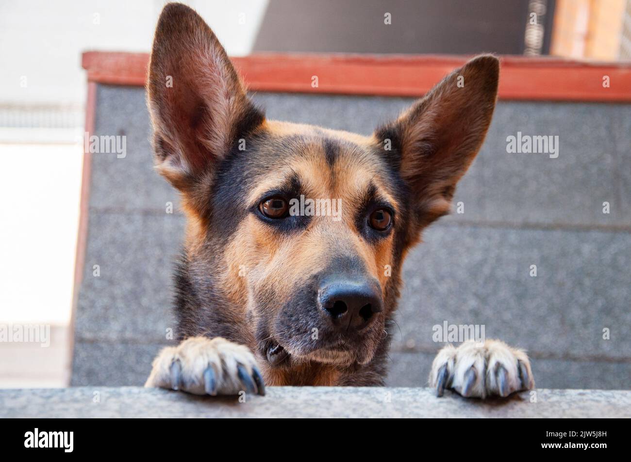 chien mignon avec de longues oreilles debout sur deux jambes et regardant loin à la recherche ou à l'attente de son propriétaire. Animaux à l'extérieur. Banque D'Images