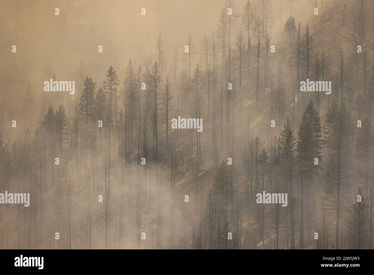 Gazelle, États-Unis. 23rd août 2022. La fumée épaisse filtre à travers les arbres carbonisés après que le feu de montagne a brûlé à travers les collines près de Gazelle, Californie, samedi, 3 septembre 2022. Photo de Peter DaSilva/UPI crédit: UPI/Alay Live News Banque D'Images