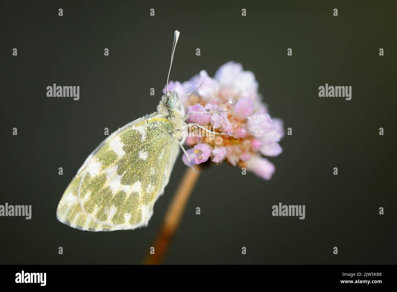 Papillon blanc à rayures vertes reposant sur une fleur rose rosée au lever du soleil, image macro détaillée capturée dans la province de León, Espagne Banque D'Images
