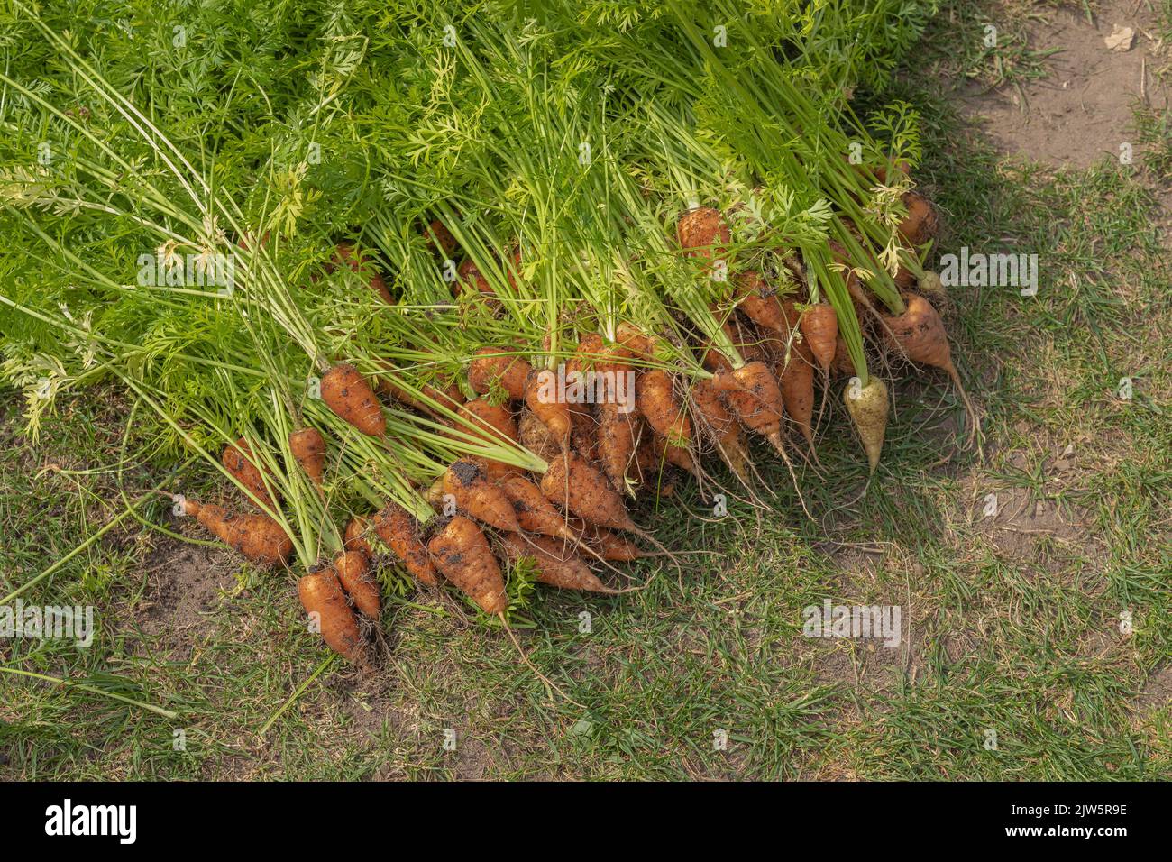 Des grappes de carottes qui viennent d'être récoltées, couchées sur le sol Banque D'Images