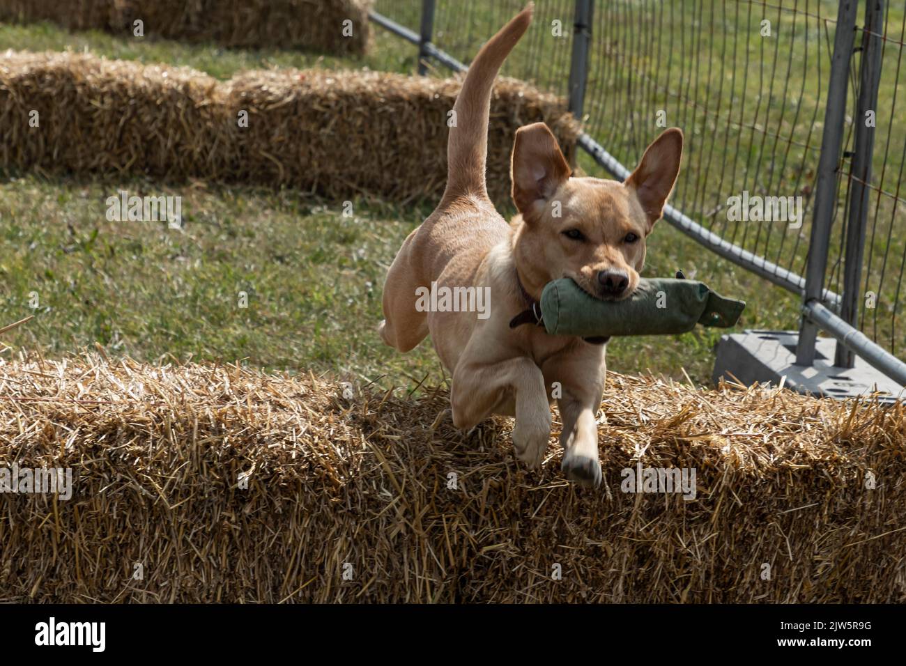 chien sautant au-dessus des balles de paille ata jeu show Banque D'Images