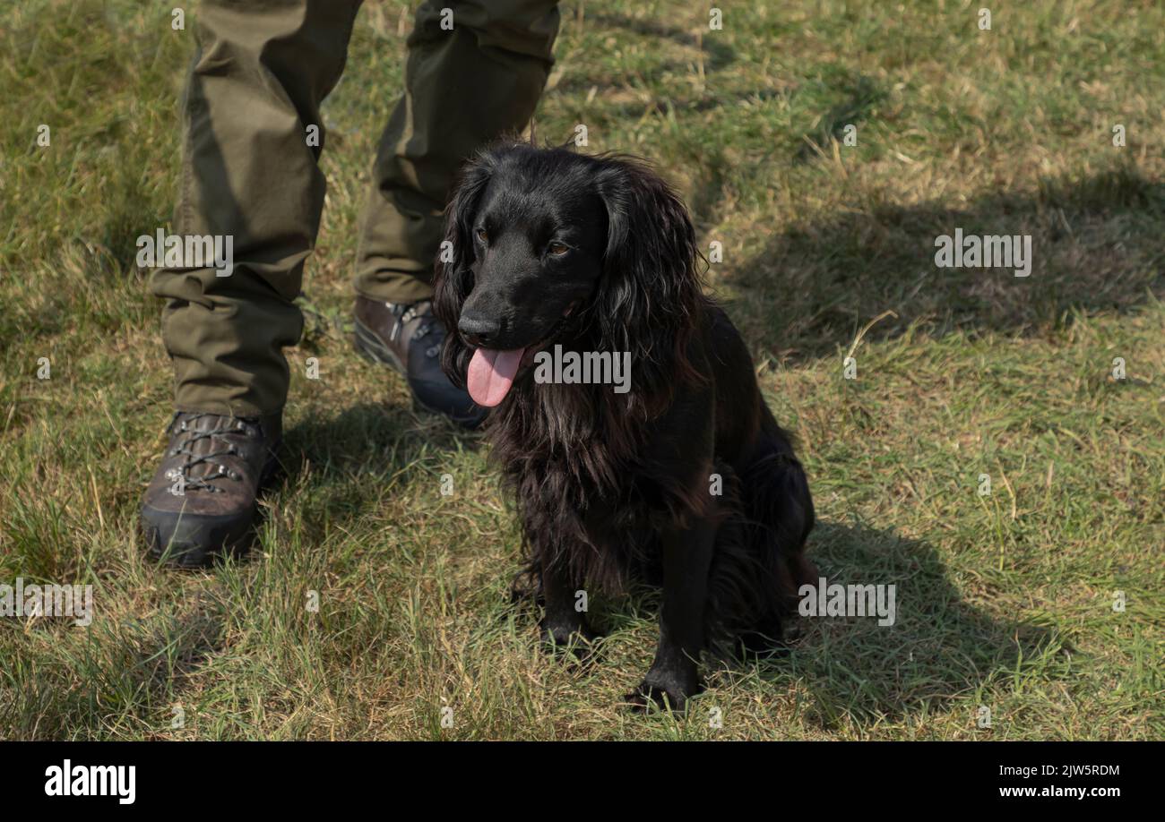 Un petit chien noir d'épagneul cocker s'assit aux pieds de son propriétaire dans un champ Banque D'Images
