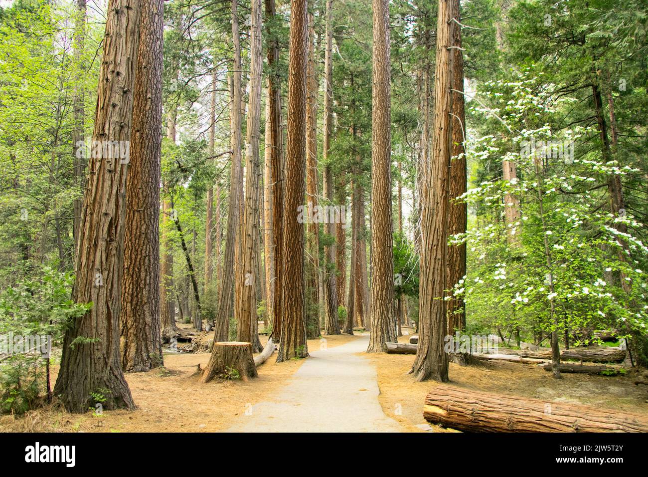 Sentier à travers Redwoods dans le parc régional Humboldt Redwoods près de San Francisco, CA Banque D'Images