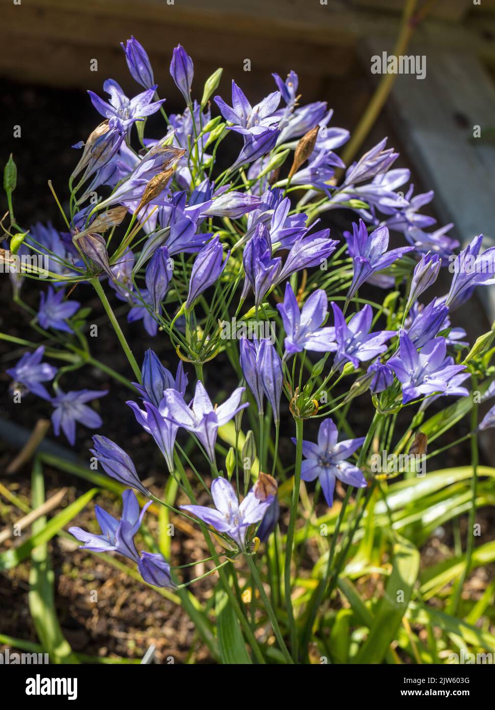 Lance d'Ithuriel, Blå bukettlilja (Triteleia laxa) Banque D'Images
