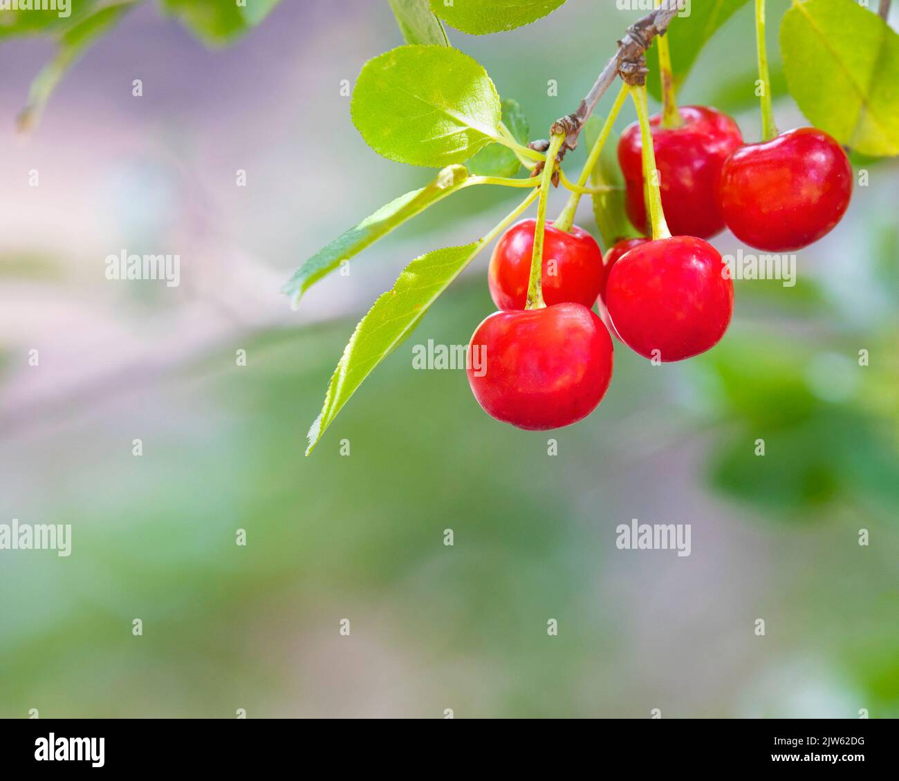 Cerises acides naines sur un cerisier au Canada. Variété de Saint-Valentin de la série romane de cerises de tarte développée par U Sask. Prunus cerasus X fruiticosa Banque D'Images