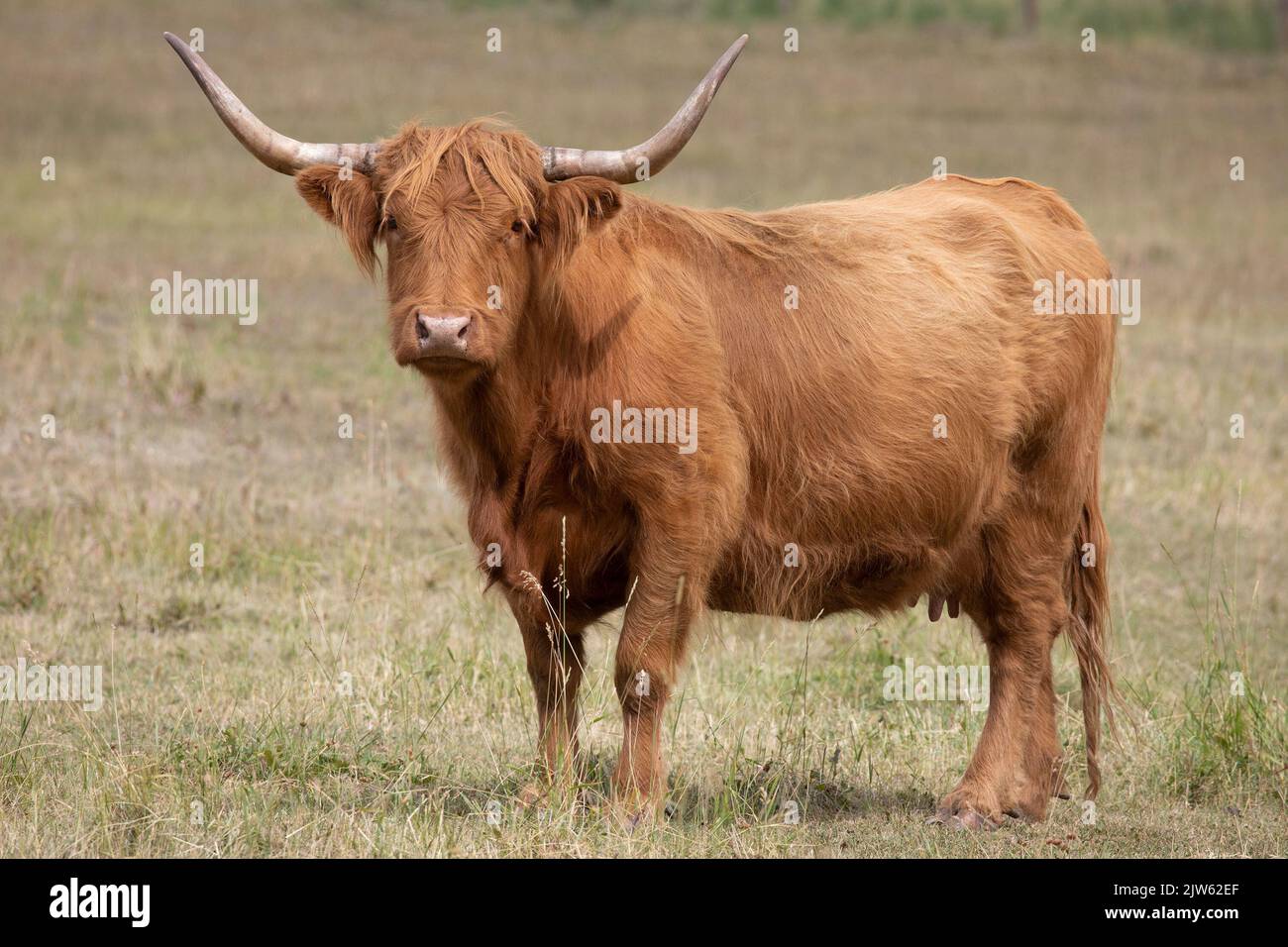 Vache des Highlands en pâturage dans les prairies canadiennes, dans le sud de l'Alberta, au Canada. (BOS taurus taureau) Banque D'Images