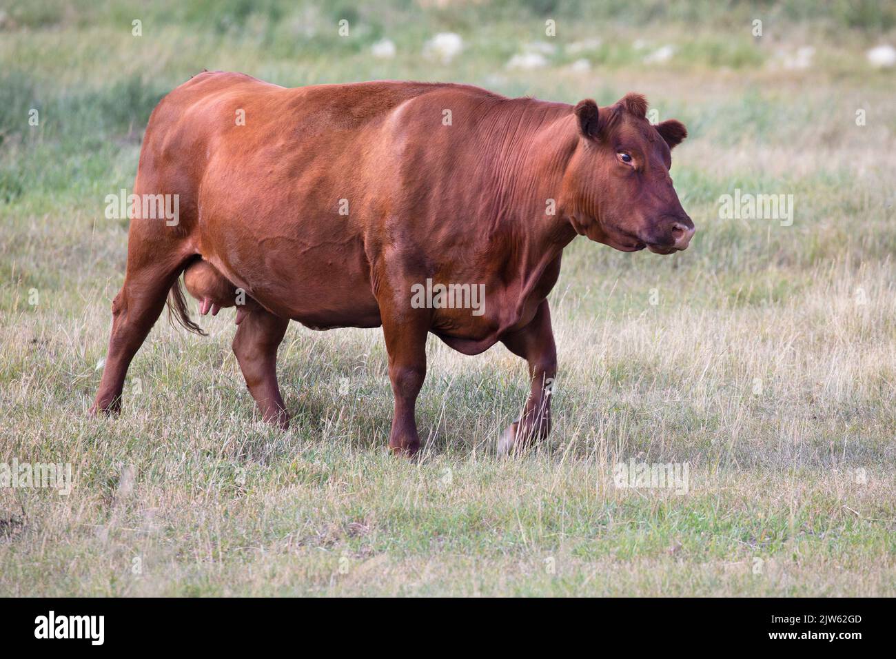 La vache Angus rouge qui marche dans les pâturages des Prairies sur un ranch dans le sud de l'Alberta, au Canada Banque D'Images
