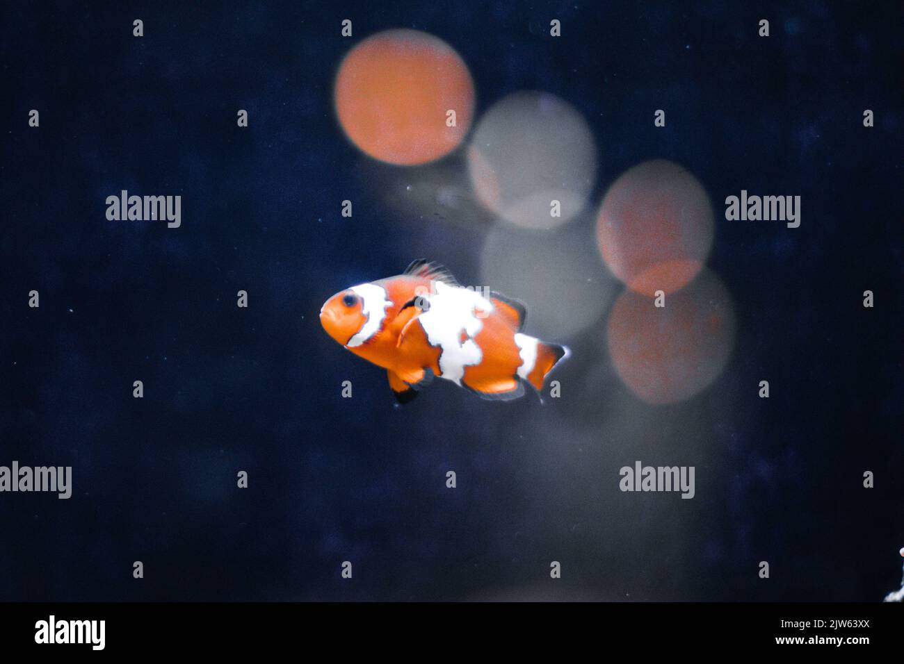 Magnifique poisson-clownfish nageant dans des eaux claires et sombres Banque D'Images