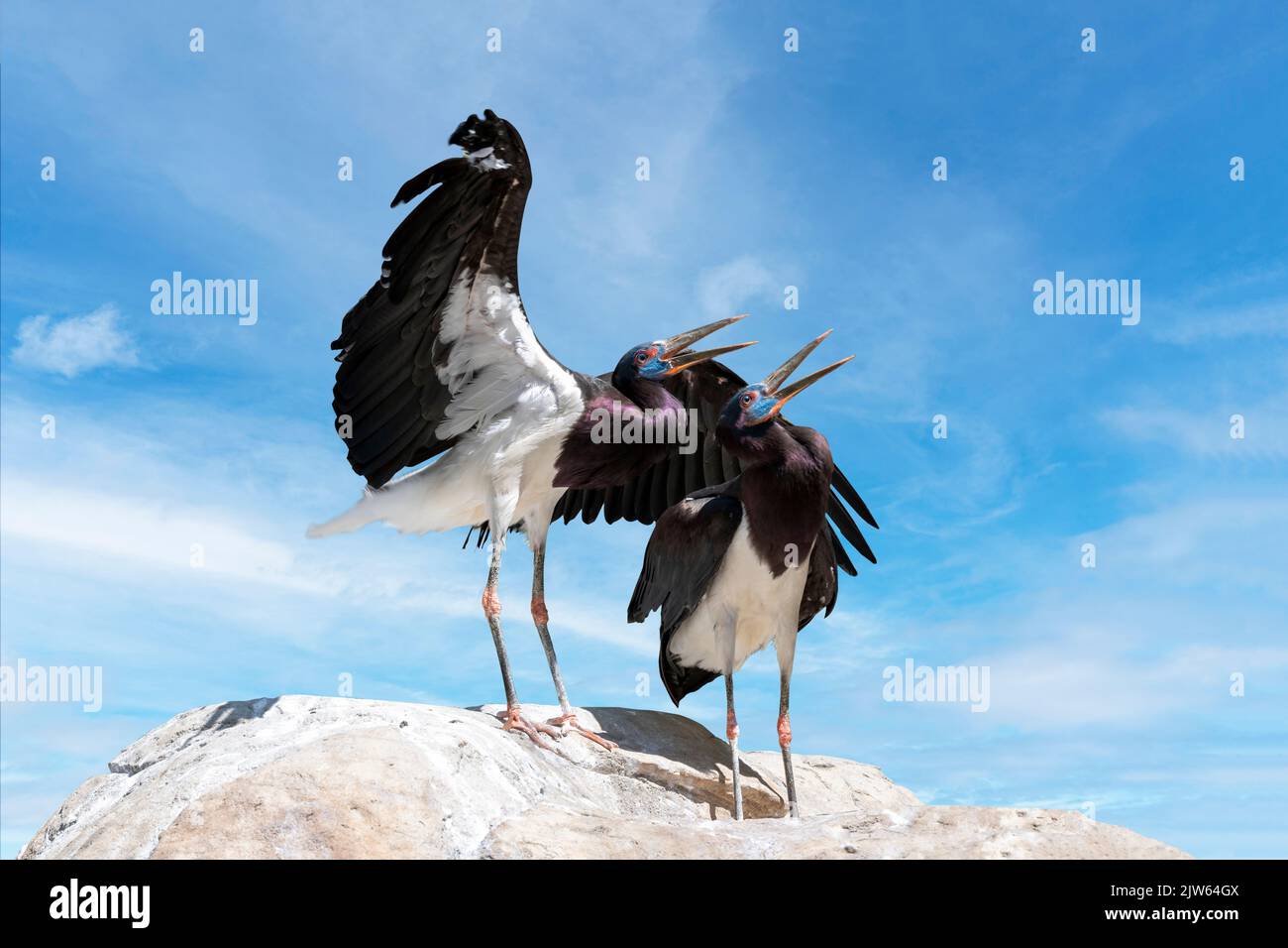 Deux cigognes d'Abdim sur une falaise. (Ciconia abdimii) également connu sous le nom de cigogne à ventre blanc. Cigogne noire avec pattes grises, genoux et pieds rouges, bec gris Banque D'Images