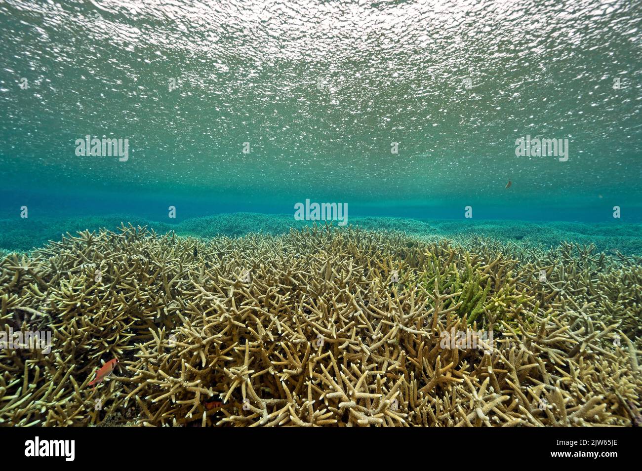 Forte pluie tropicale au-dessus des coraux staghorn immaculés, Raja Ampat ouest de la Papouasie-Indonésie. Banque D'Images