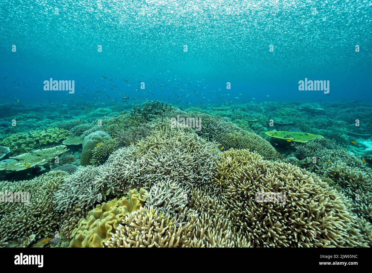 Forte pluie tropicale au-dessus des coraux staghorn immaculés, Raja Ampat ouest de la Papouasie-Indonésie. Banque D'Images