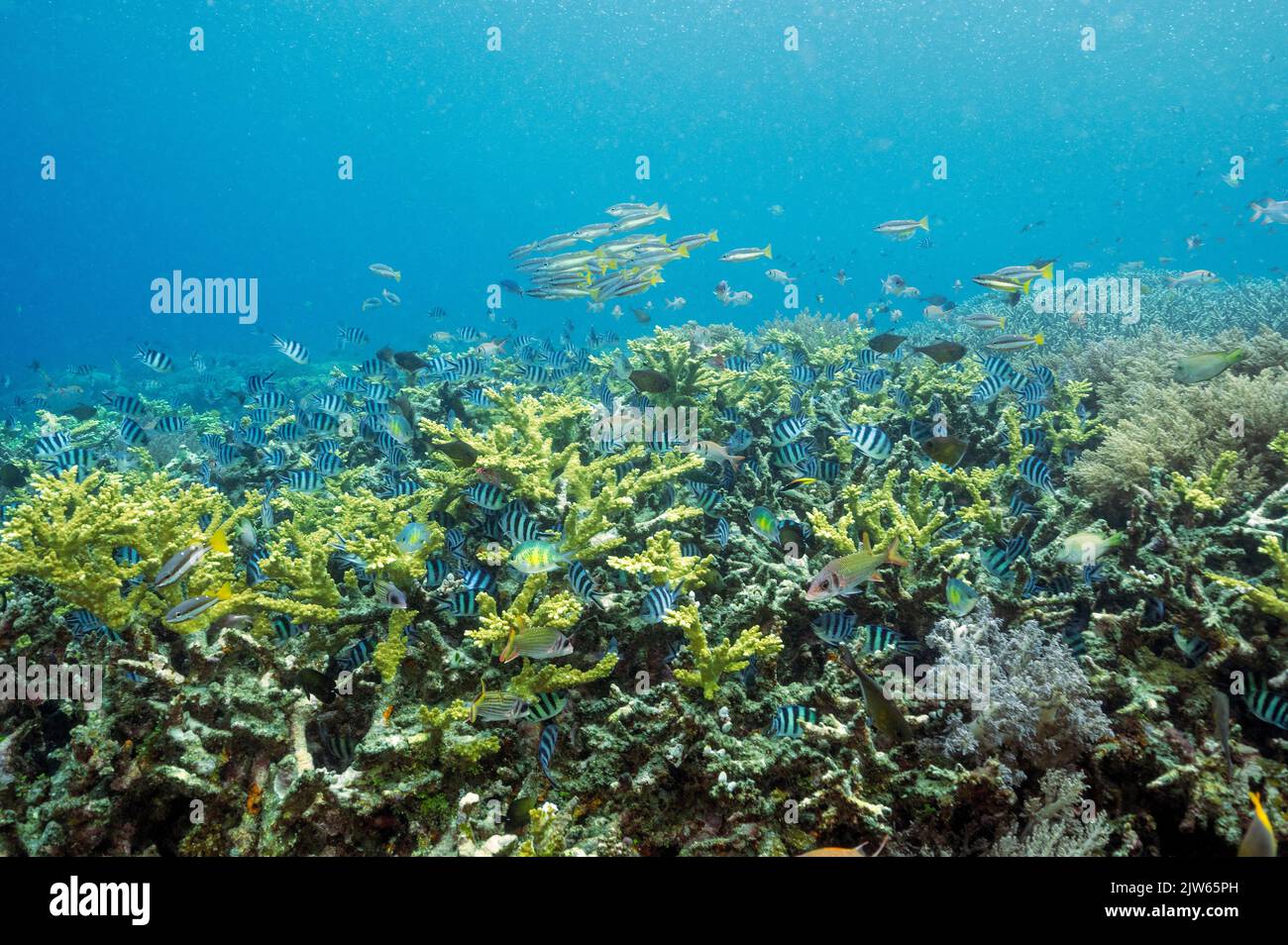 Récif pittoresque avec des grands damgels sergeants, Abudefduf vaigiensis, et des Snappers tachetés, Raja Ampat Indonésie. Banque D'Images