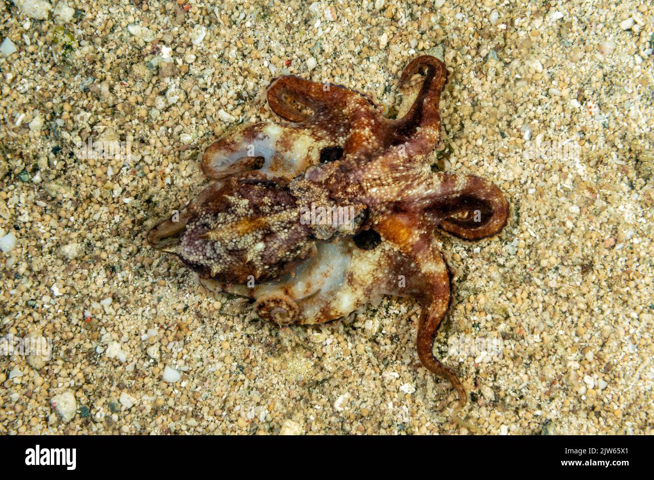 Poison Ocellate Octopus, Amphioctopus siamensis, Raja Ampat Indonésie. Banque D'Images