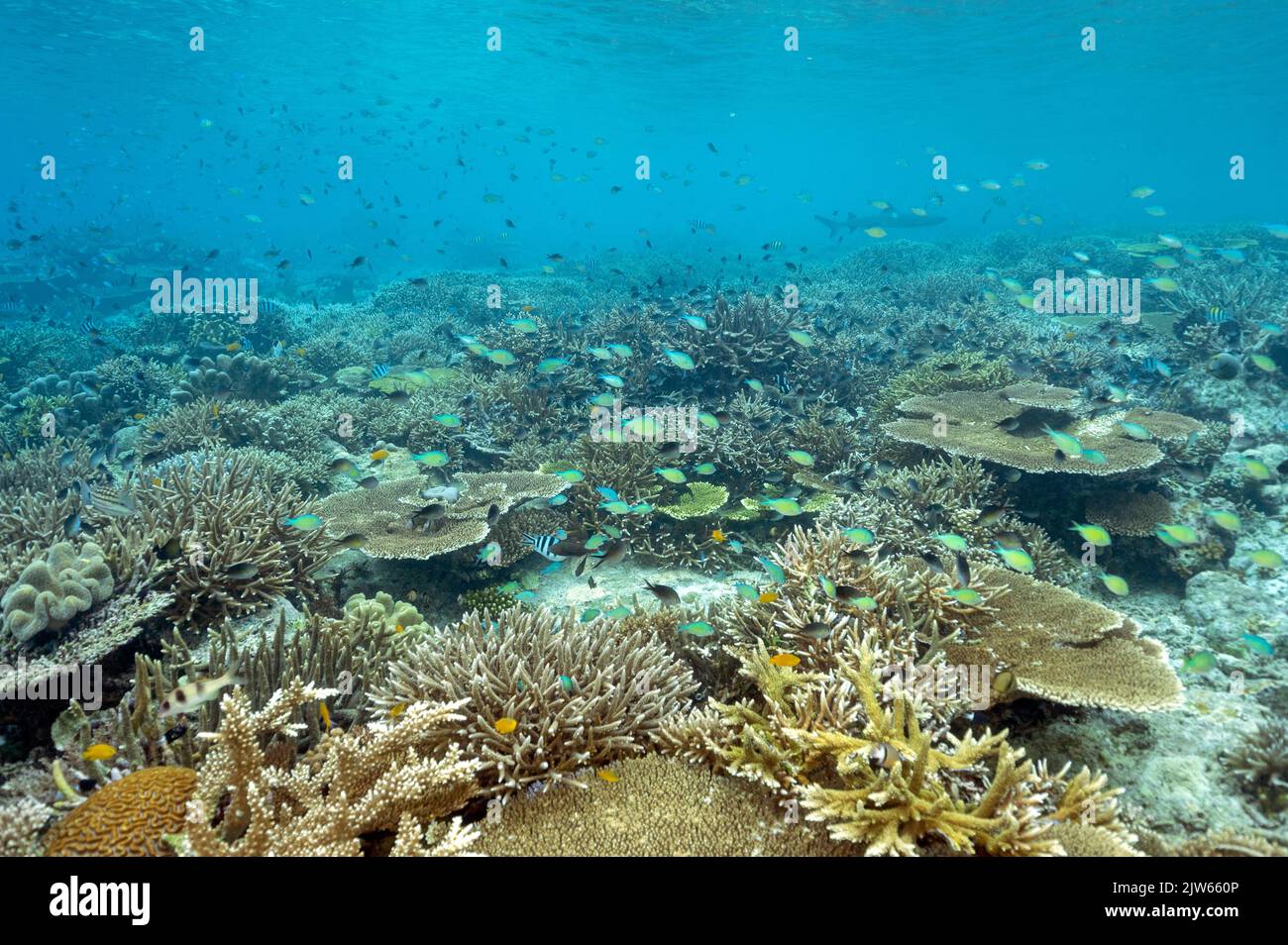 Récif pittoresque avec des coraux pierreux immaculés, Raja Ampat West Papua Indonesia. Banque D'Images