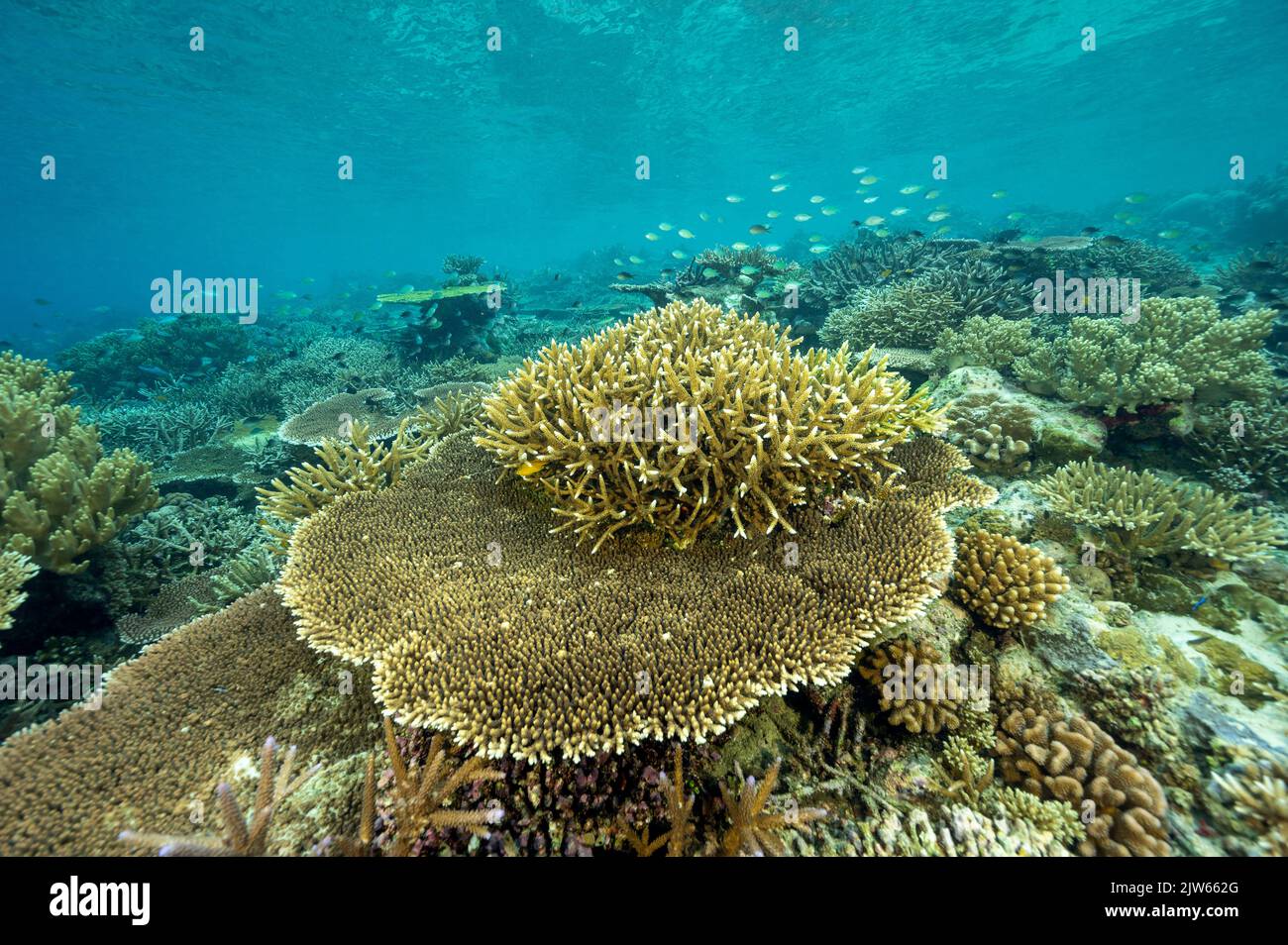 Récif pittoresque avec des coraux pierreux immaculés, Raja Ampat West Papua Indonesia. Banque D'Images