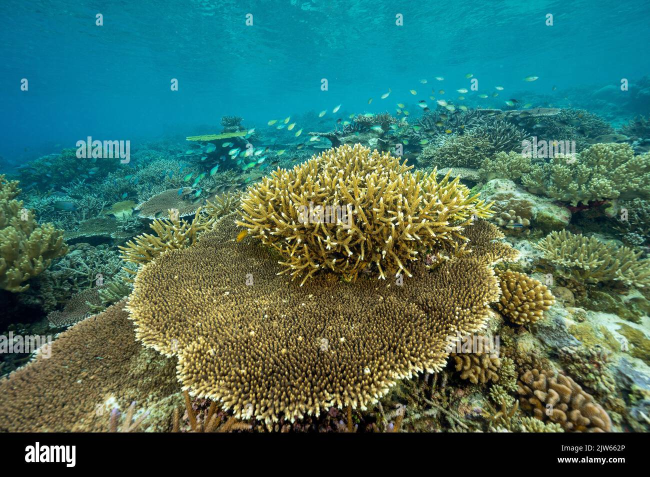 Récif pittoresque avec des coraux pierreux immaculés, Raja Ampat West Papua Indonesia. Banque D'Images
