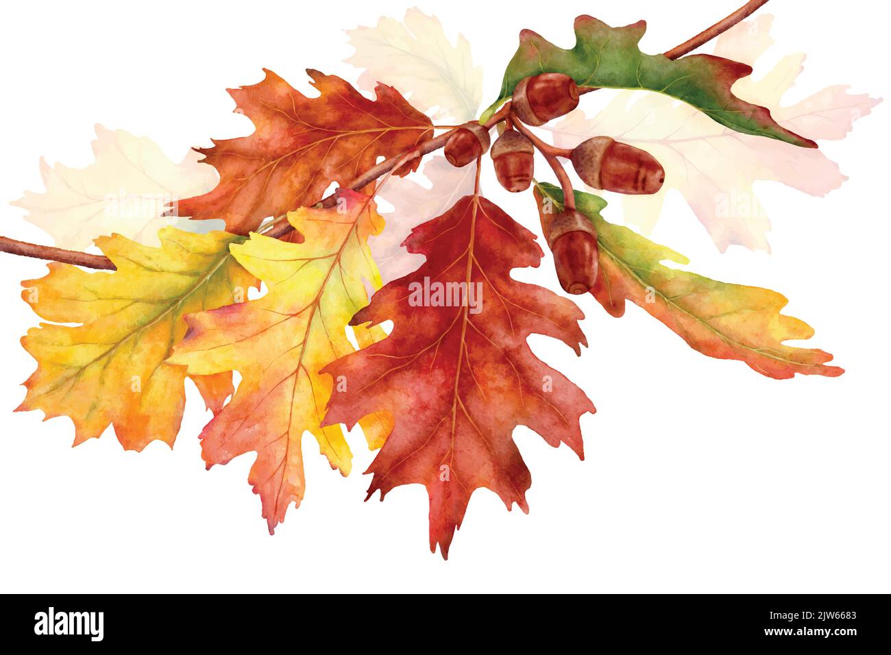 Automne coloré avec des branches de feuilles de chêne, illustration aquarelle avec dessin à la main. Convient pour décorer dans le festival d'automne, cartes de voeux ou poste Illustration de Vecteur