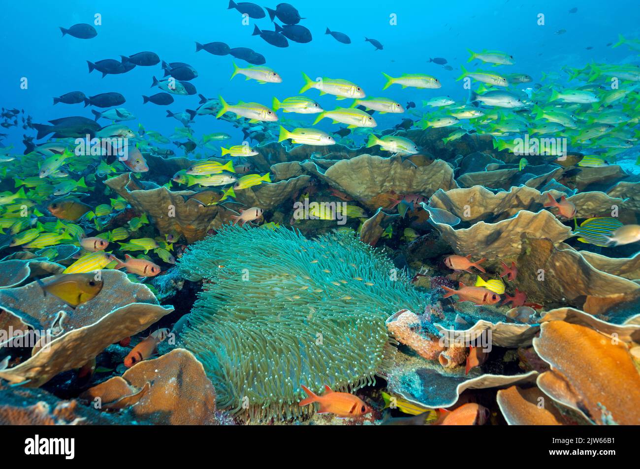 Récif pittoresque avec vivaneau et poissons de chèvre, Raja Ampat Indonésie. Banque D'Images