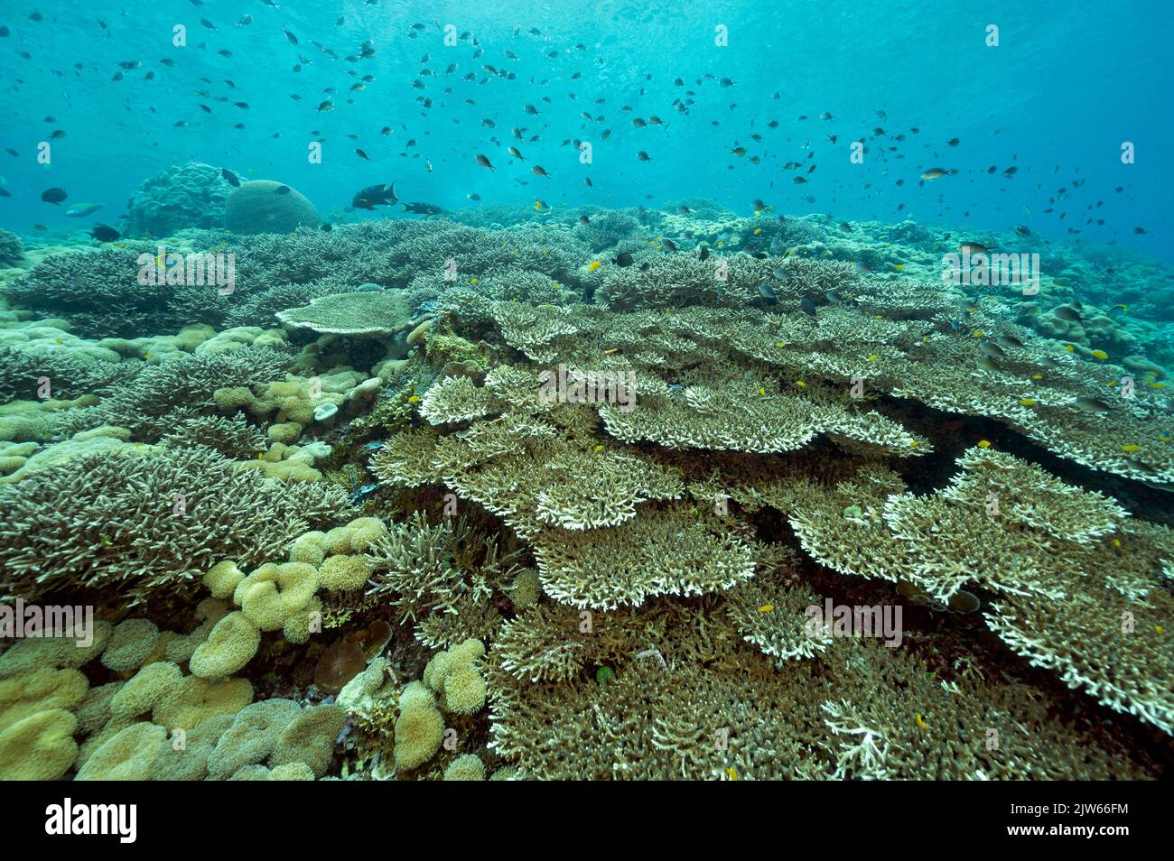 Récif pittoresque avec des coraux de table d'atrapora immaculés, Raja Ampat Indonésie. Banque D'Images