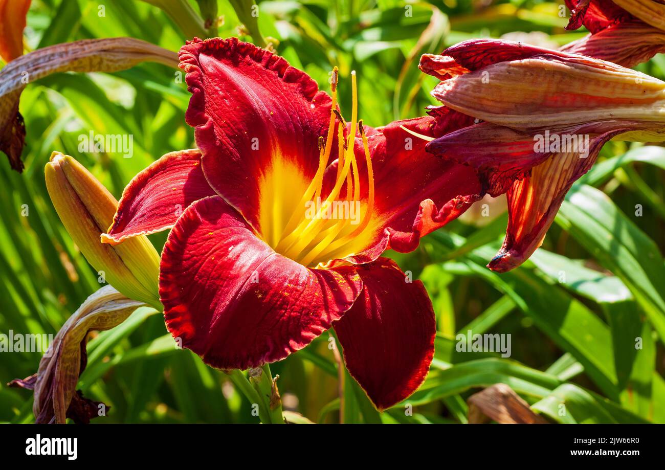 Lys (Hemerocallis 'Royal occasion'). Berkshire Botanical Garden, Stockbridge, Massachusetts, États-Unis. Banque D'Images