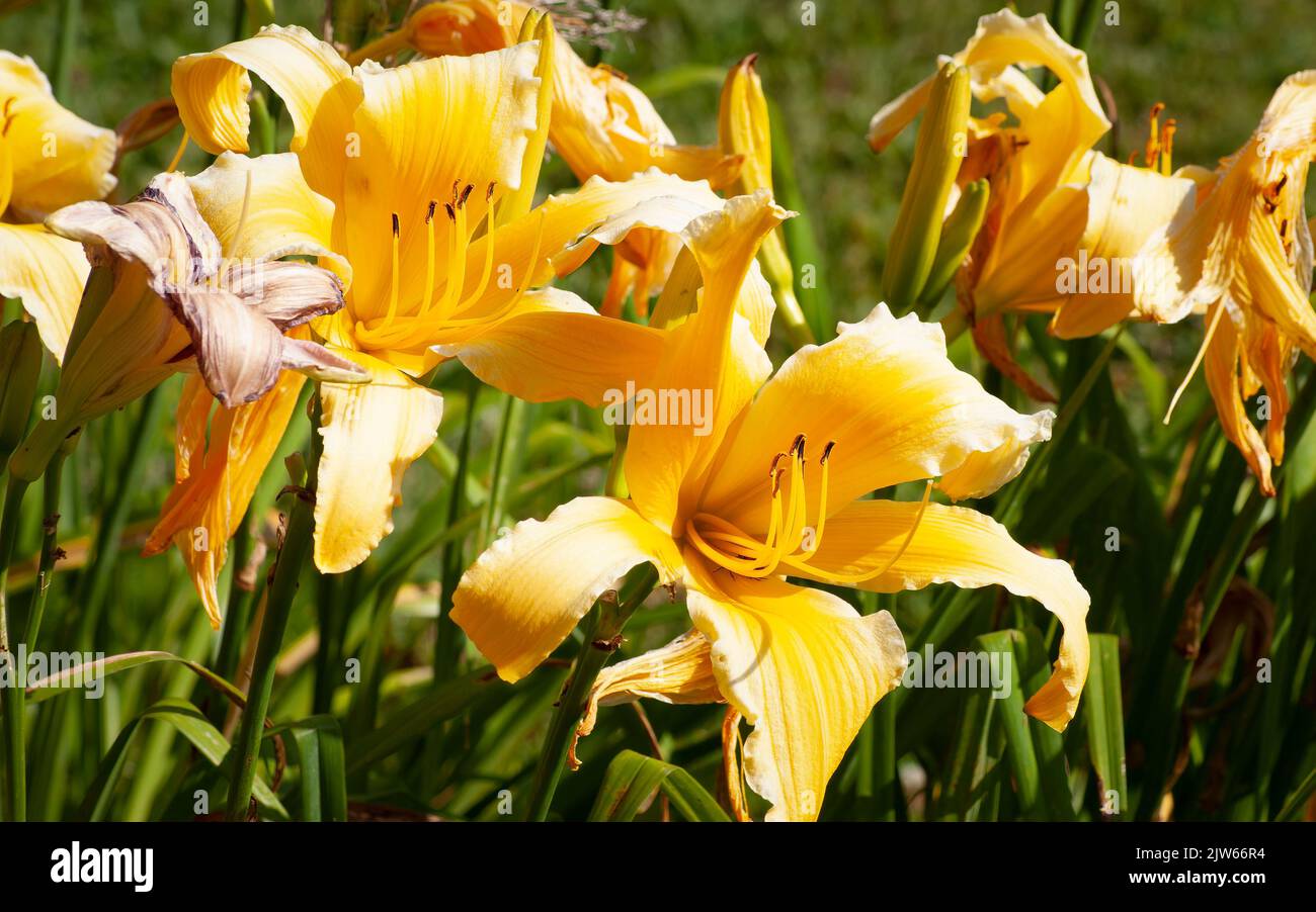 Lys (Hemerocallis 'Greywoods Great Dana'). Berkshire Botanical Garden, Stockbridge, Massachusetts, États-Unis. Banque D'Images
