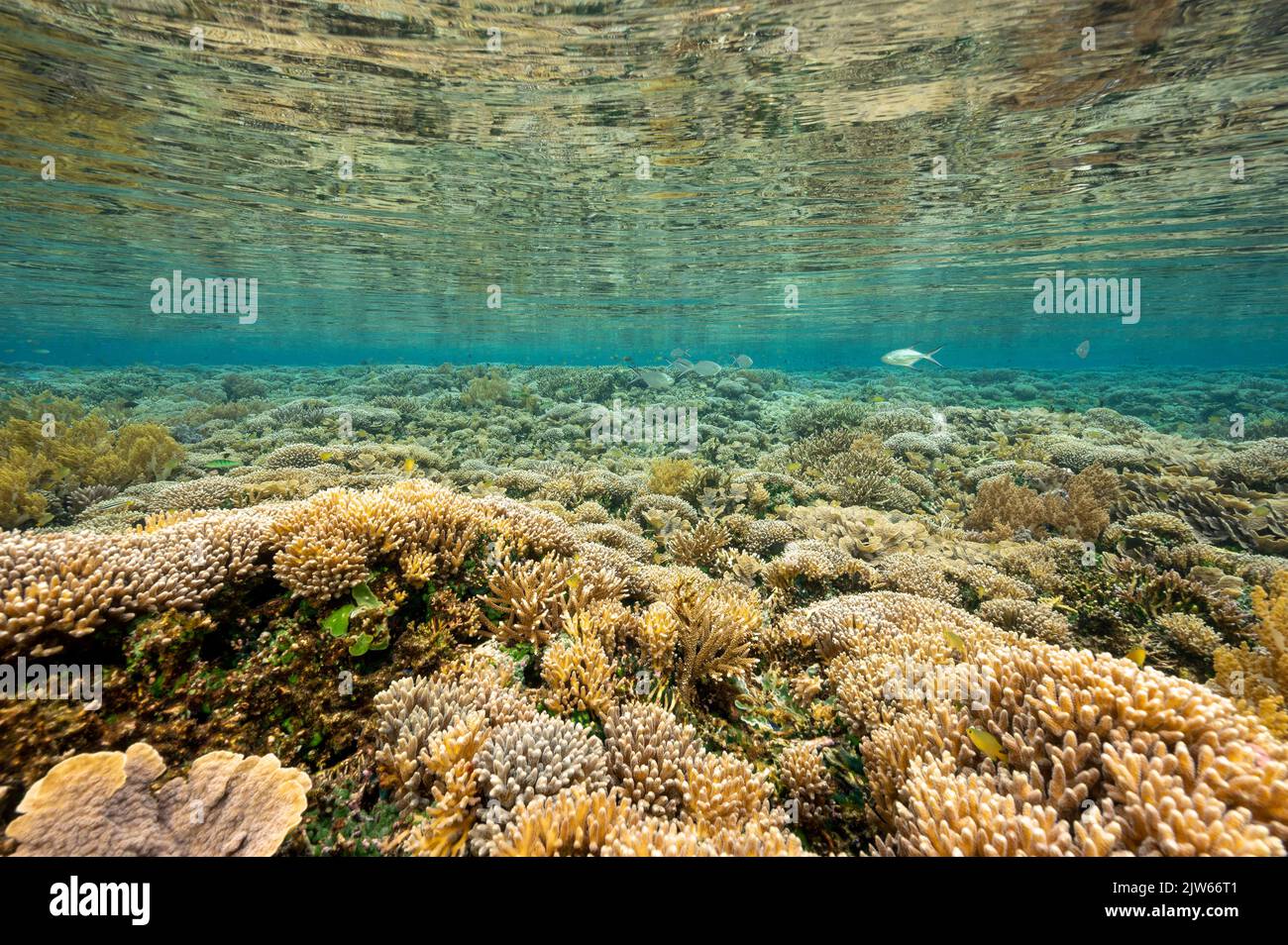 Récif pittoresque avec coraux immaculés Raja Ampat Indonésie. Banque D'Images