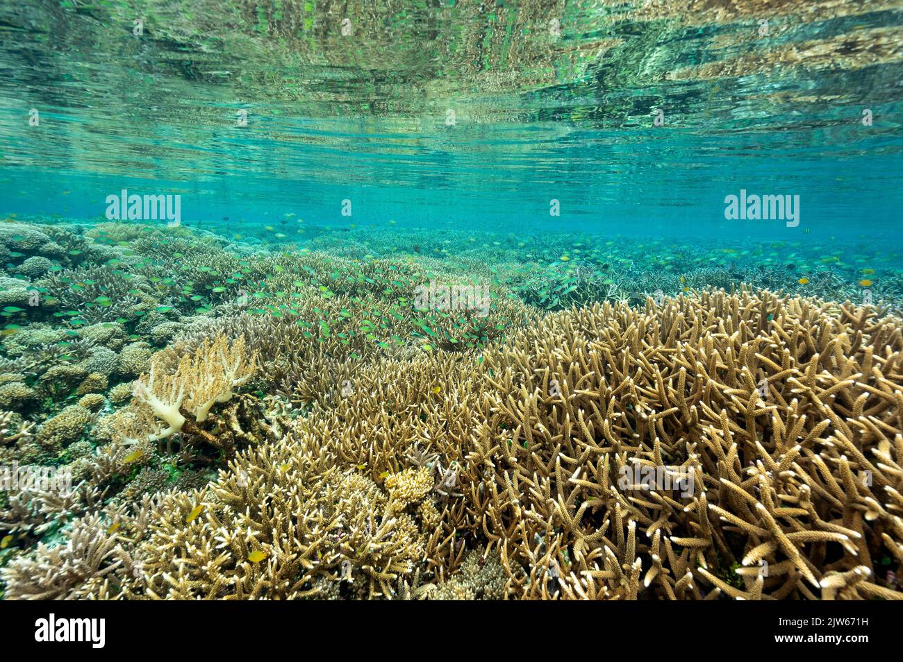 Récif pittoresque avec coraux immaculés Raja Ampat Indonésie. Banque D'Images