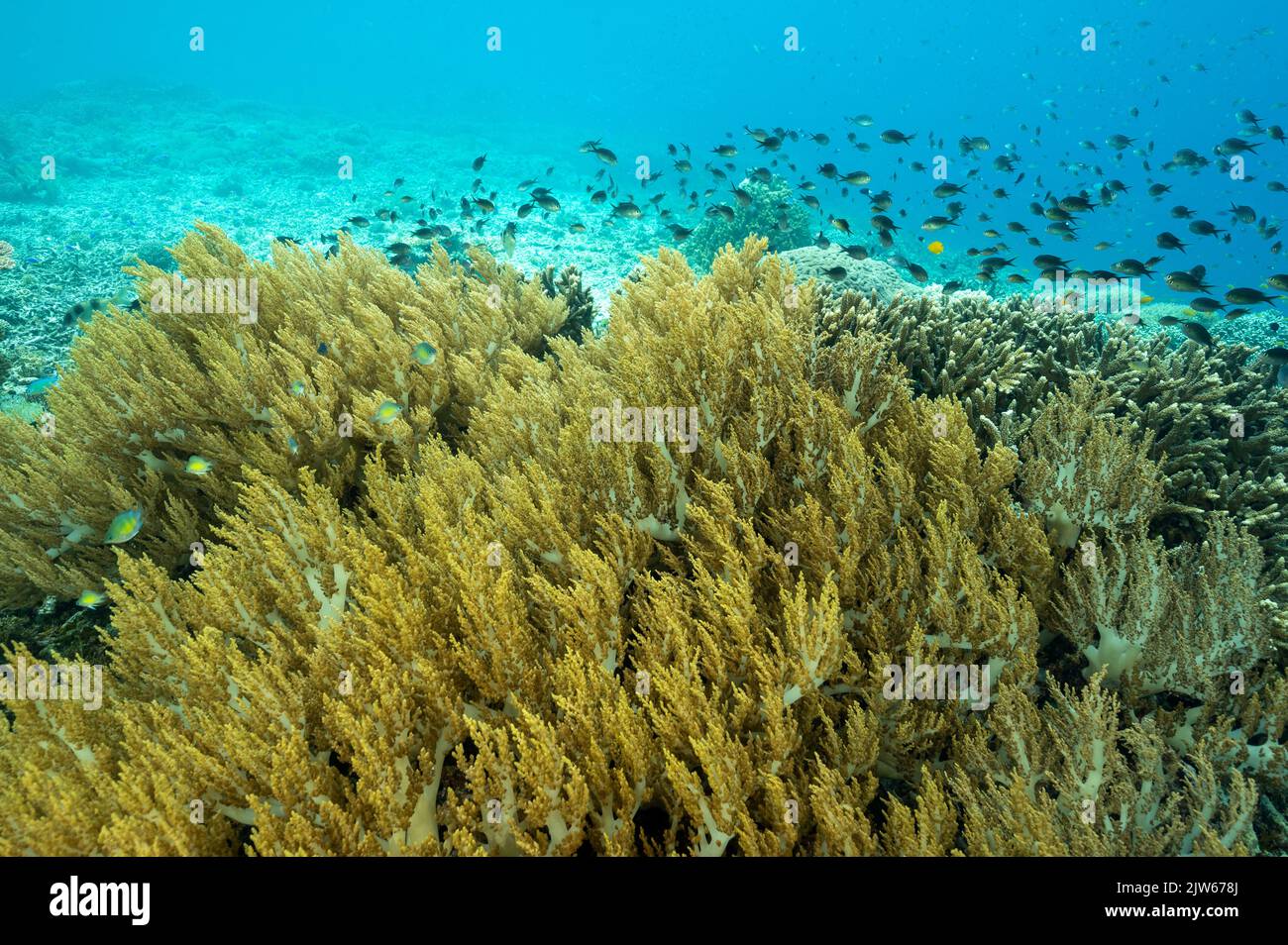 Récif pittoresque avec des coraux mous Raja Ampat Indonésie. Banque D'Images