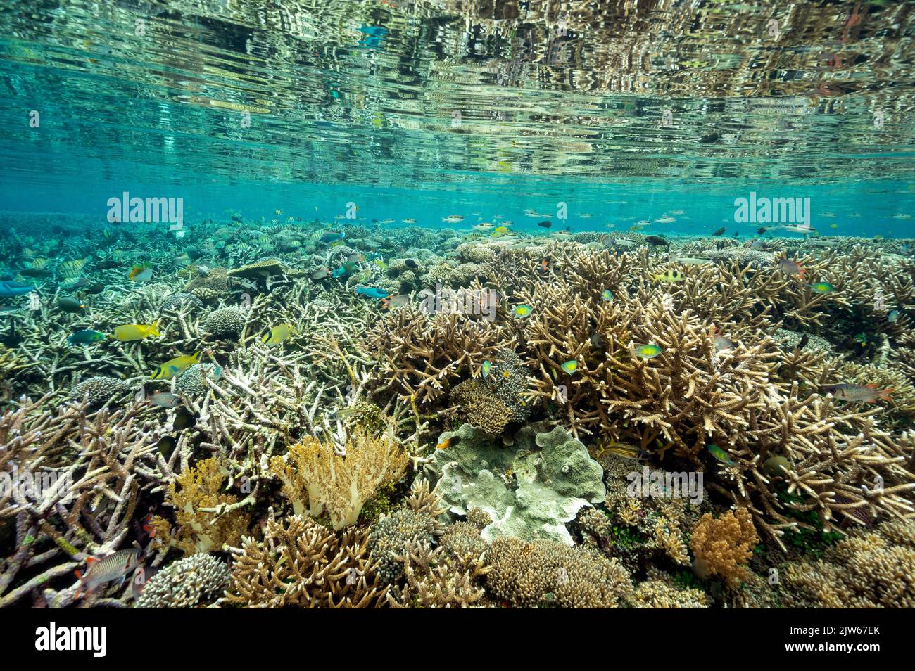 Récif pittoresque avec coraux immaculés Raja Ampat Indonésie. Banque D'Images