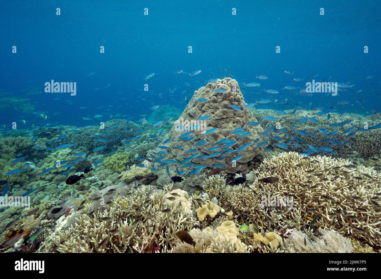 Récif pittoresque avec des fusuliers et des coraux à halage immaculé, Raja Ampat Indonésie. Banque D'Images
