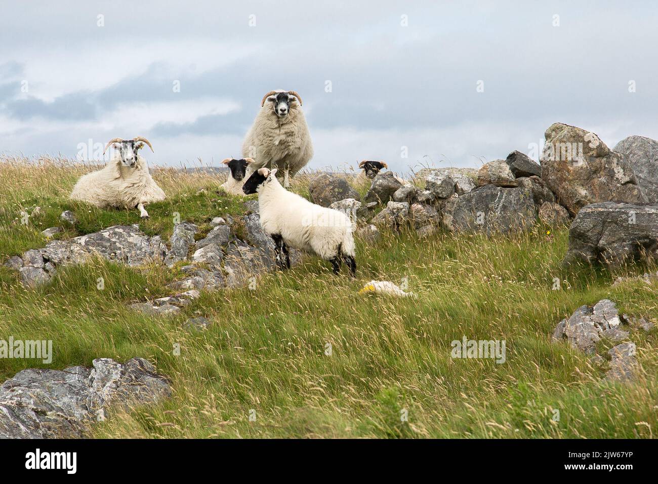 Troupeau de moutons dans les bogland rugueux et rocheux, Lewis, île de Lewis, Hébrides, Hébrides extérieures, Îles de l'Ouest, Écosse, Royaume-Uni, Grande-Bretagne Banque D'Images