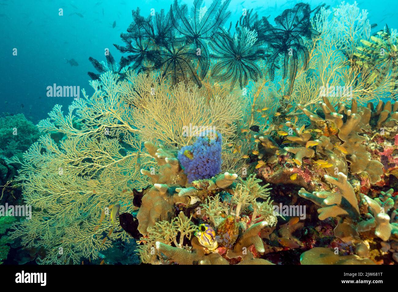 Récif pittoresque avec ventilateur de mer et des crinoïdes, Raja Ampat Indonésie. Banque D'Images