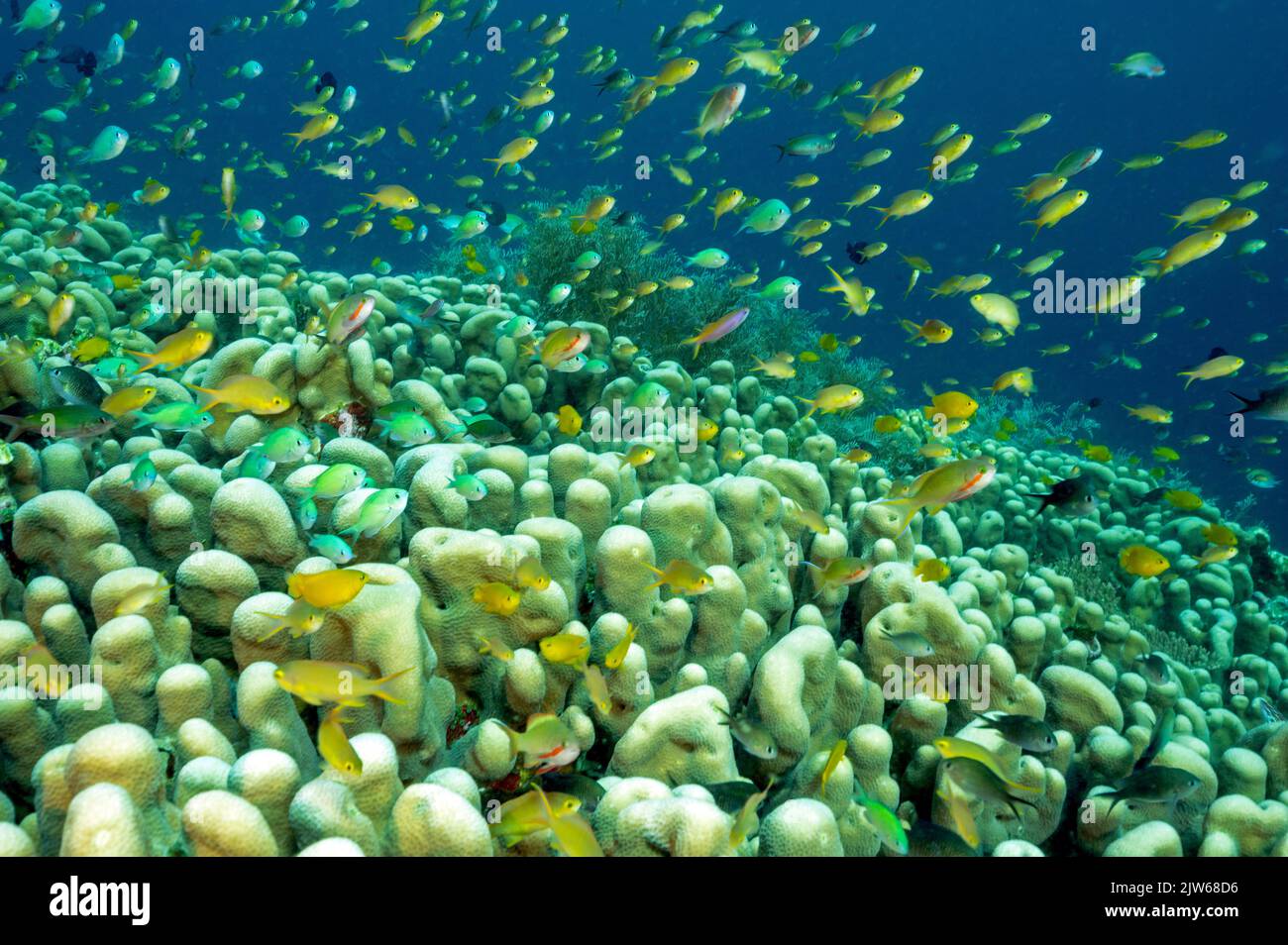 Colonie massive de couleur dure de Pavona clavus avec des anthias et des damsels planant, Raja Ampat Indonésie. Banque D'Images